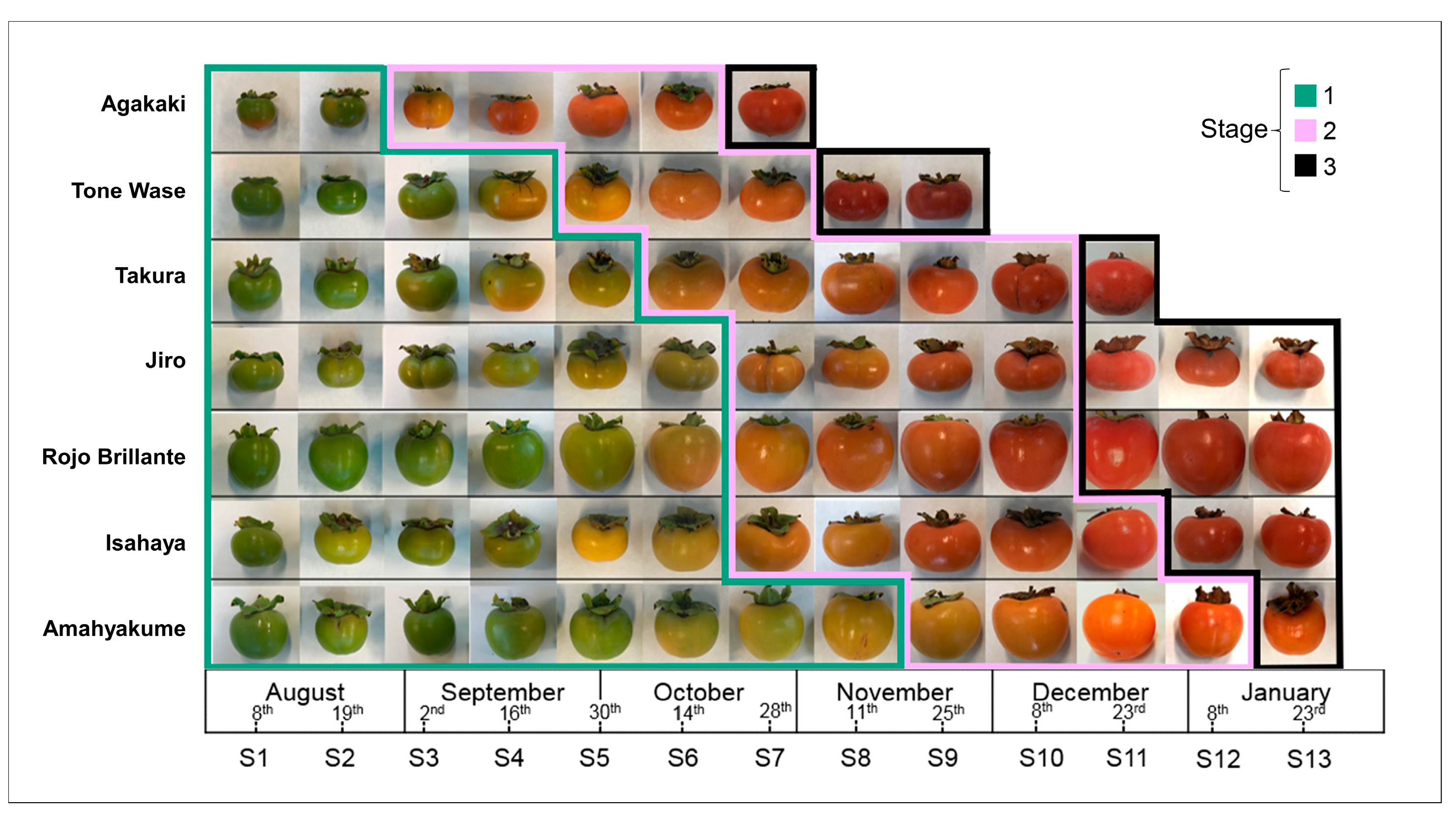 Plants 12 02895 g001 Plants 12 02895 g001