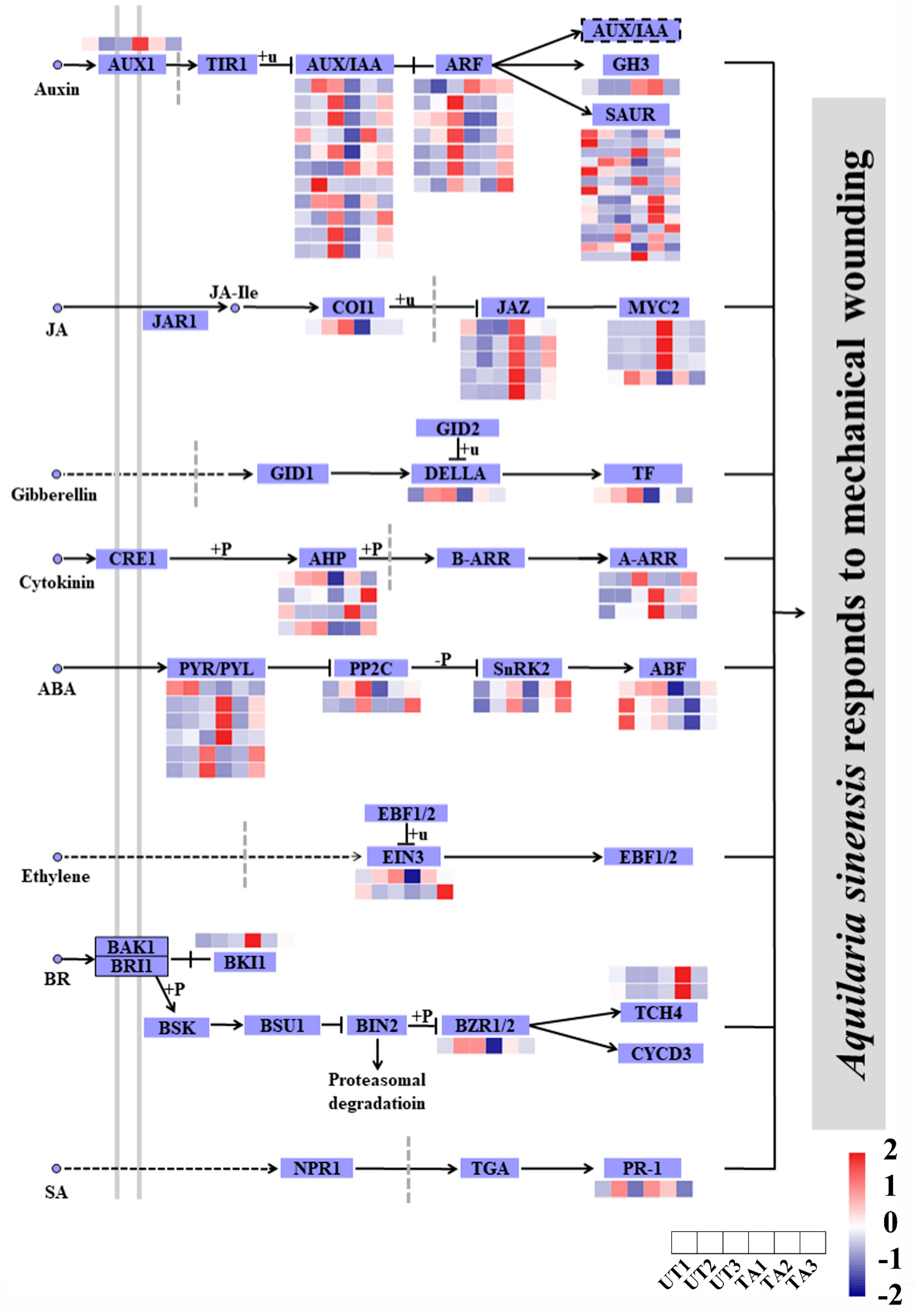 Plants 12 02901 g004