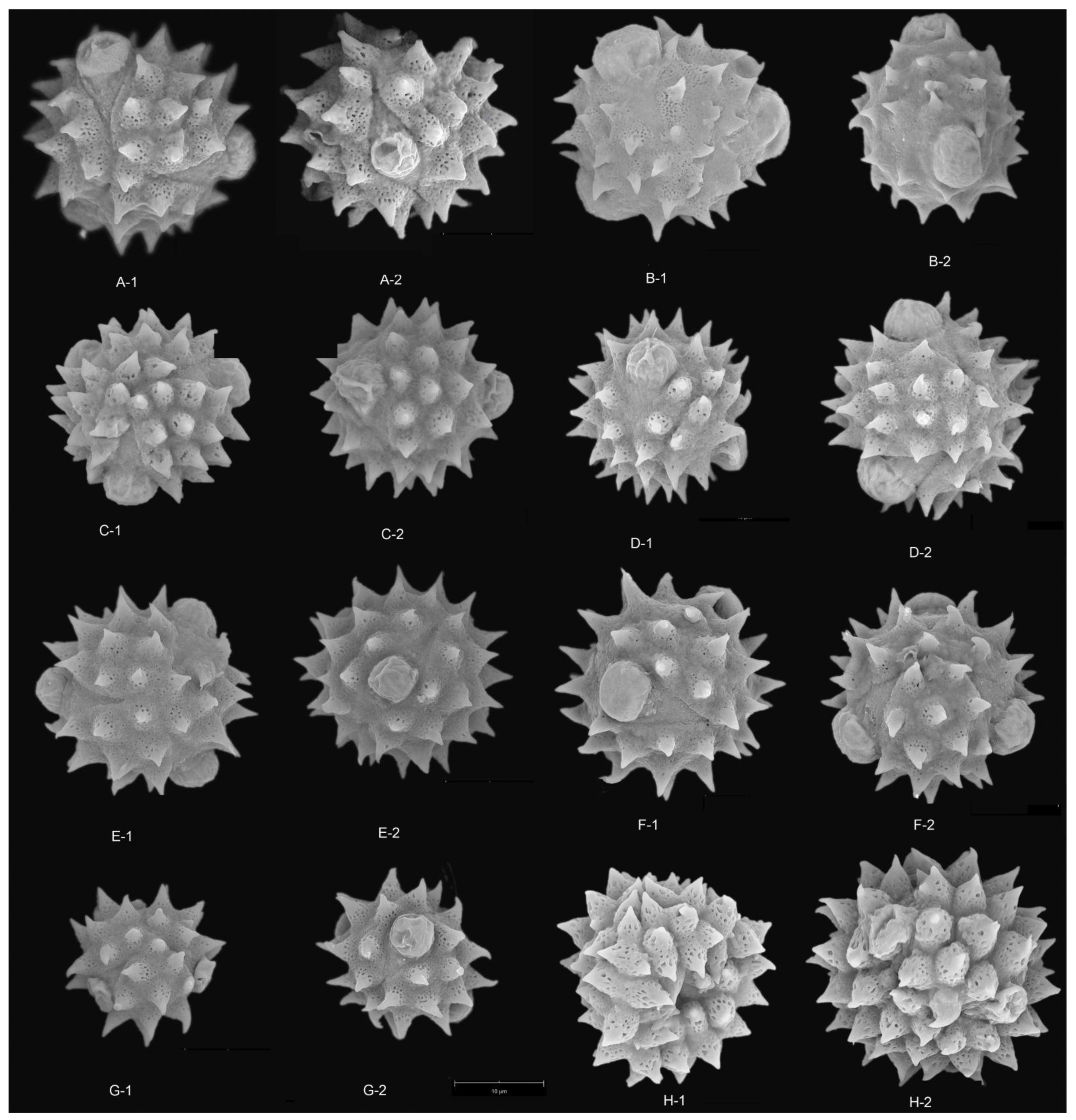 Plants 12 02909 g003