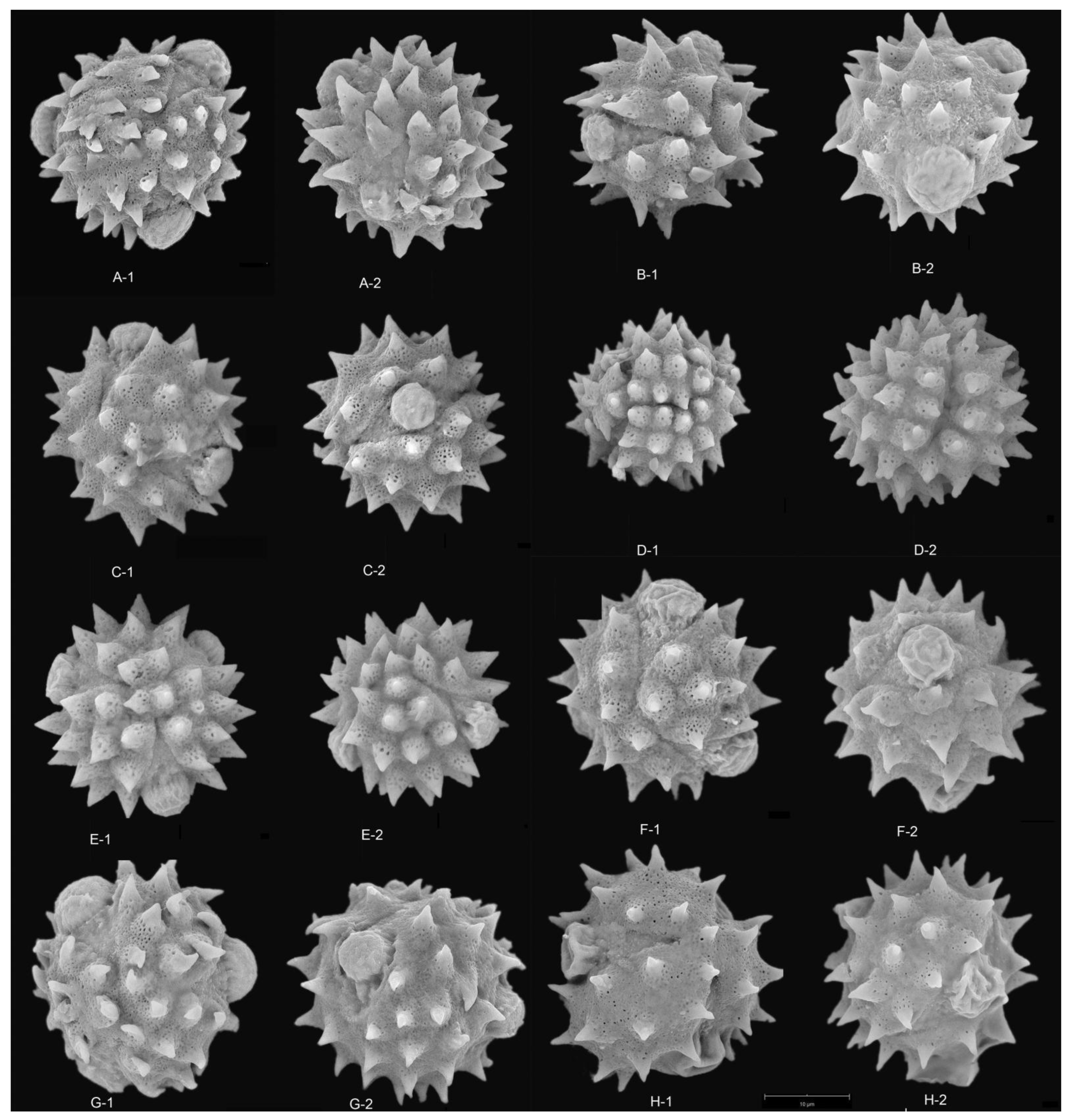 Plants 12 02909 g004