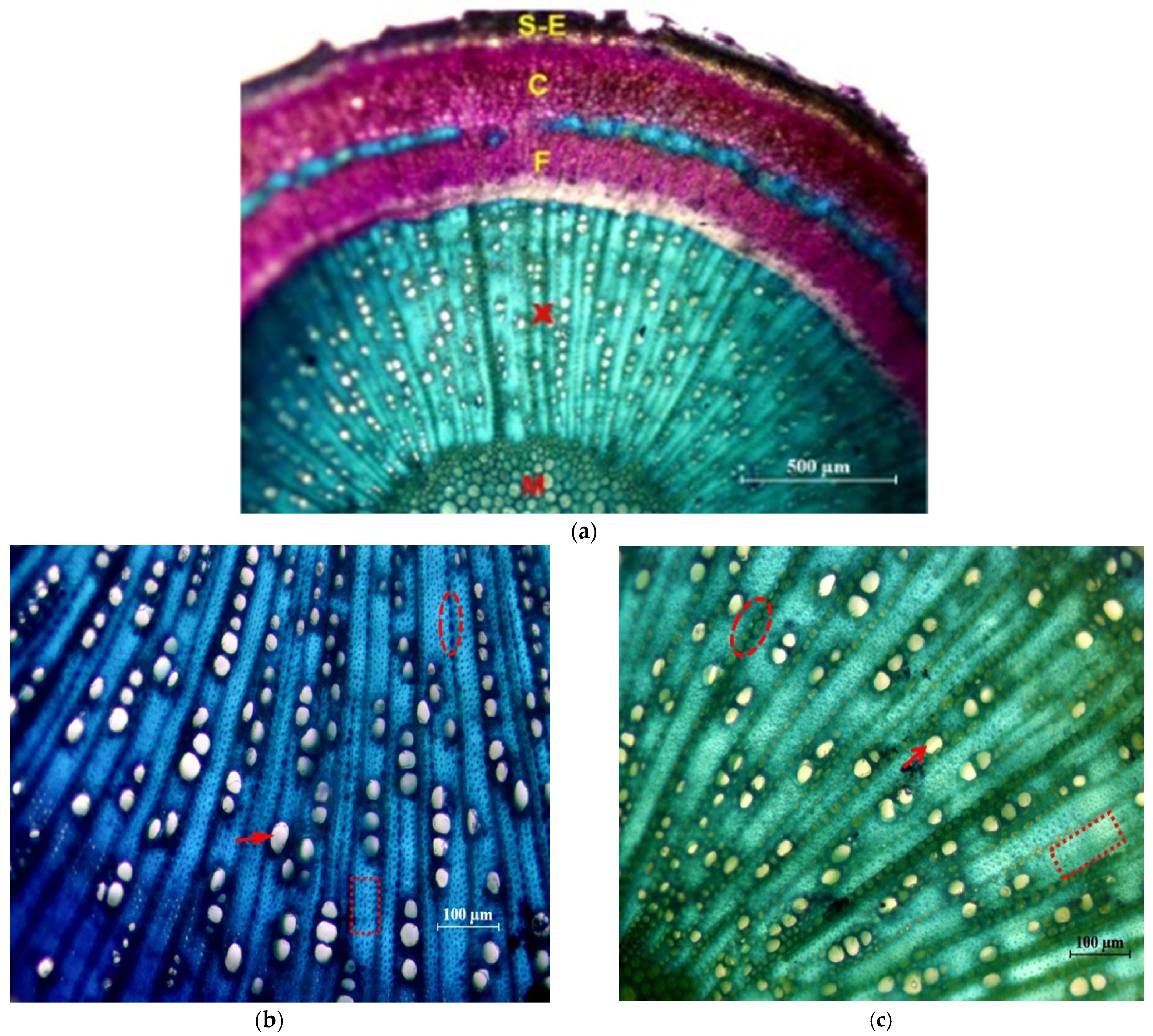 Plants 12 02910 g005