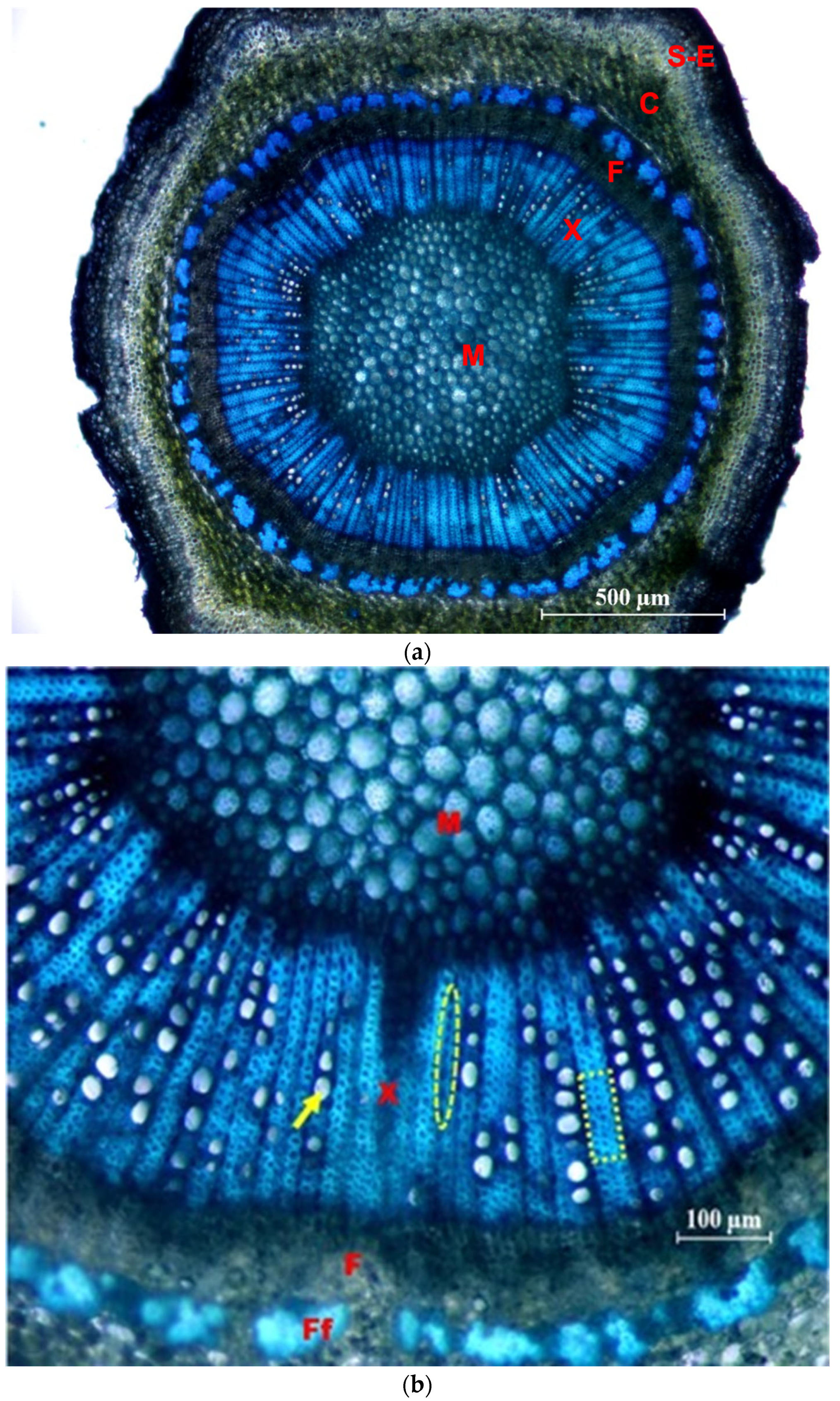 Plants 12 02910 g008