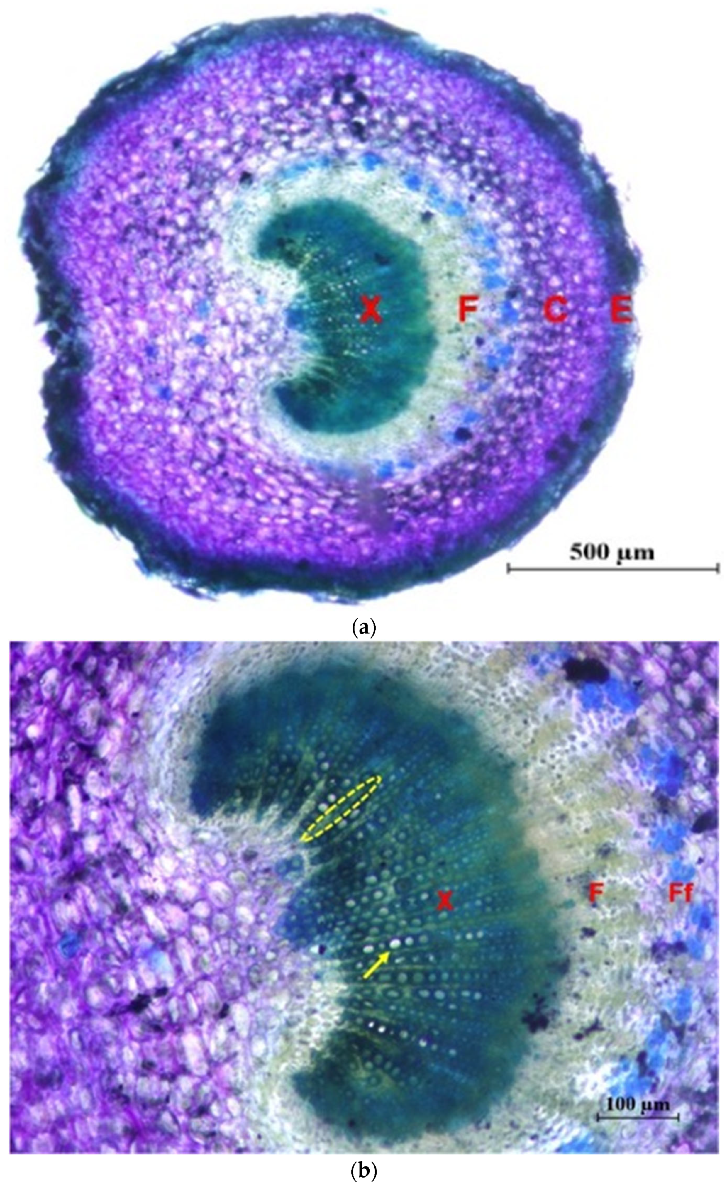 Plants 12 02910 g011