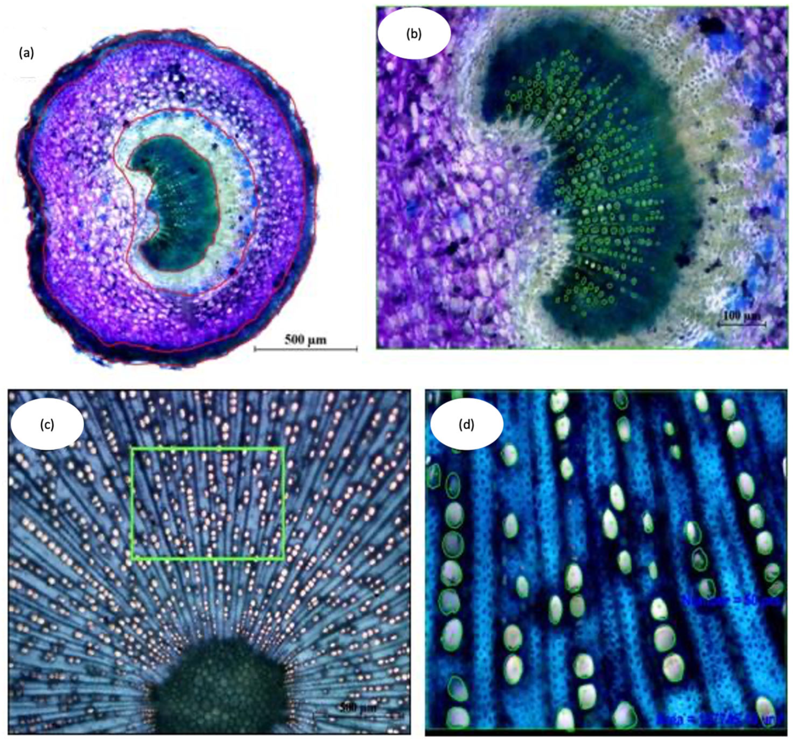 Plants 12 02910 g012