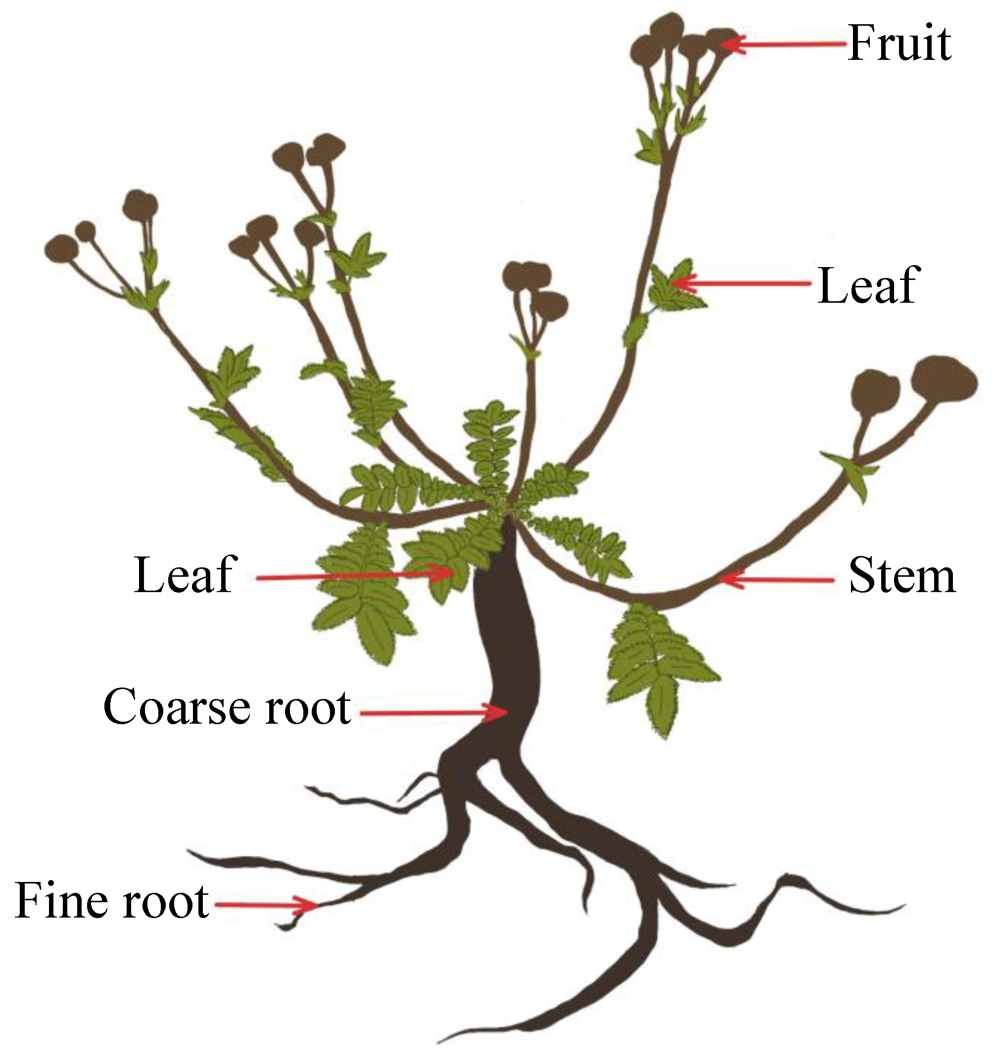 Plants 12 02920 g005 Plants 12 02920 g005