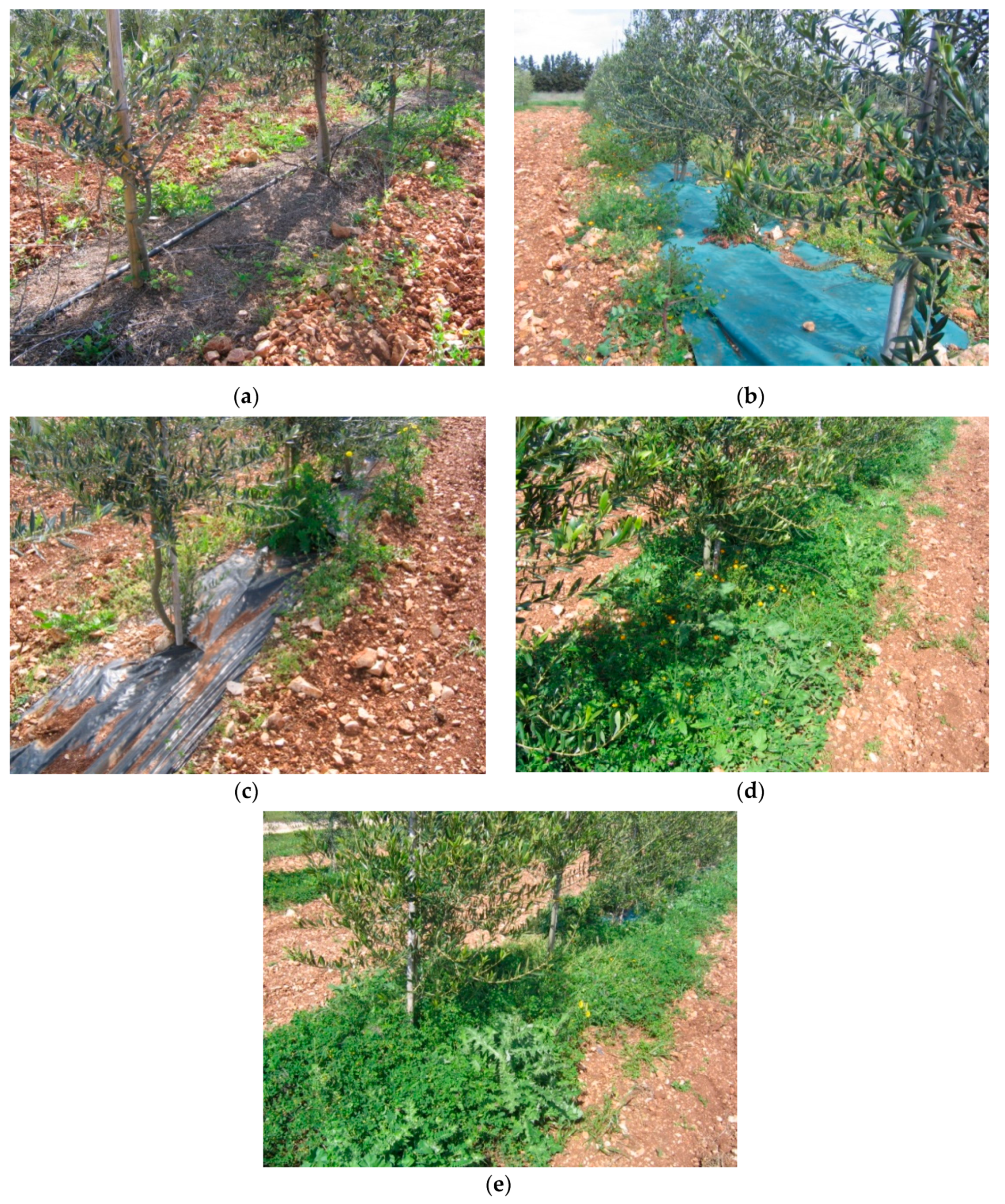 Plants 12 02921 g002