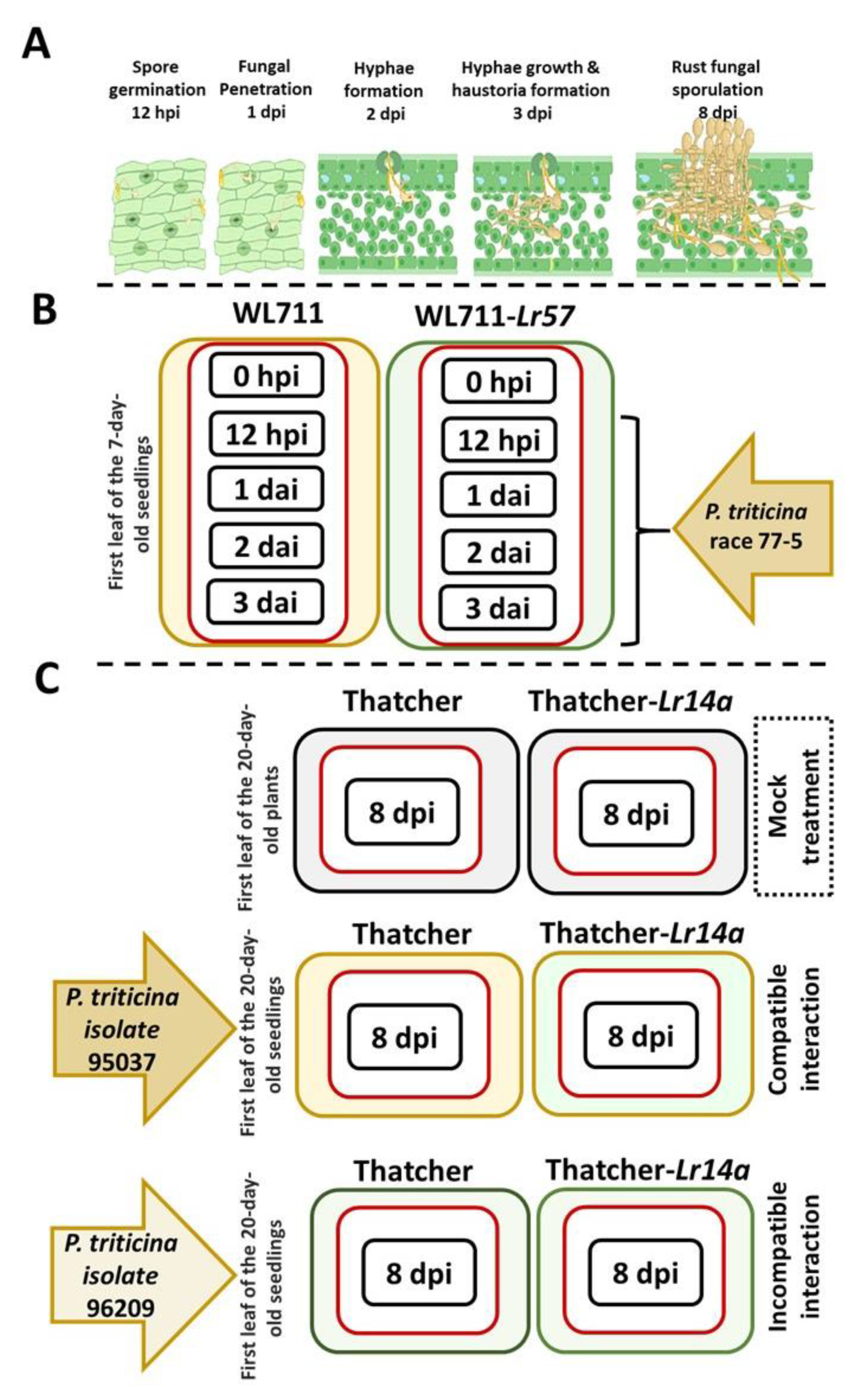 Plants 12 02932 g003