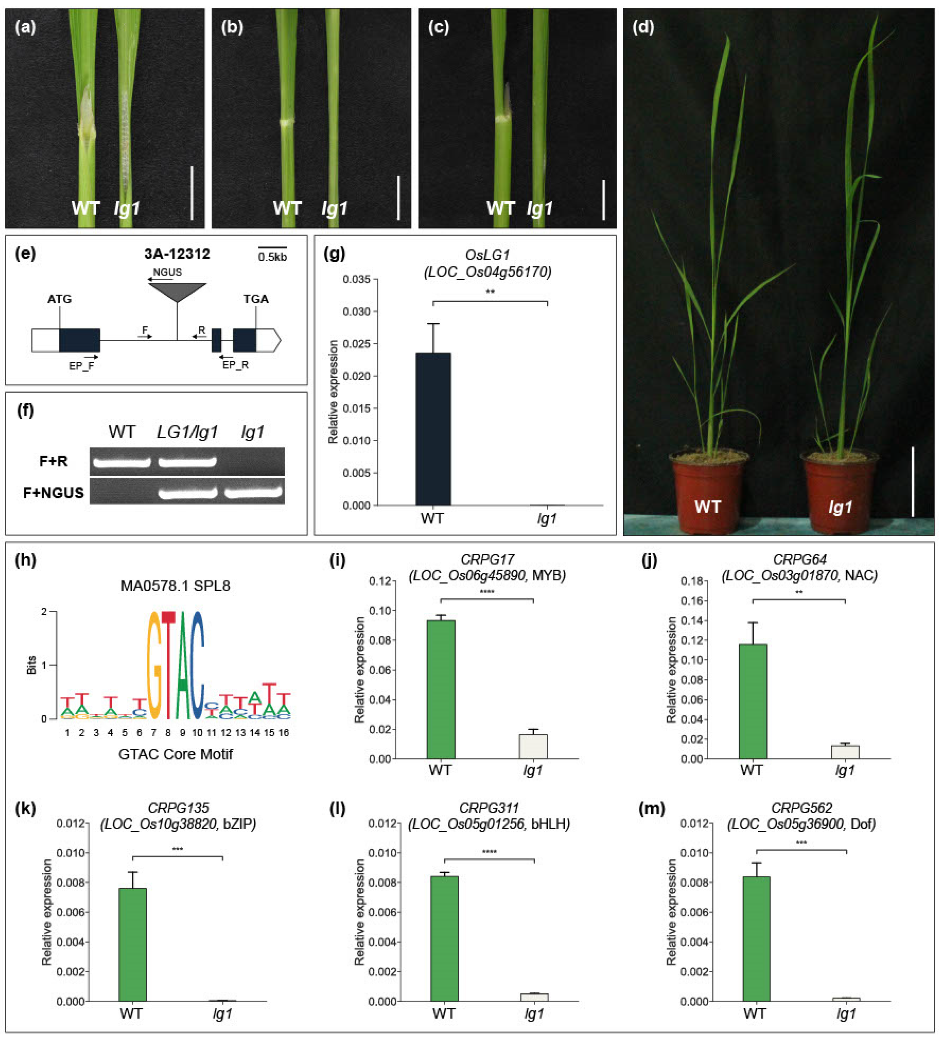 Plants 12 02959 g005