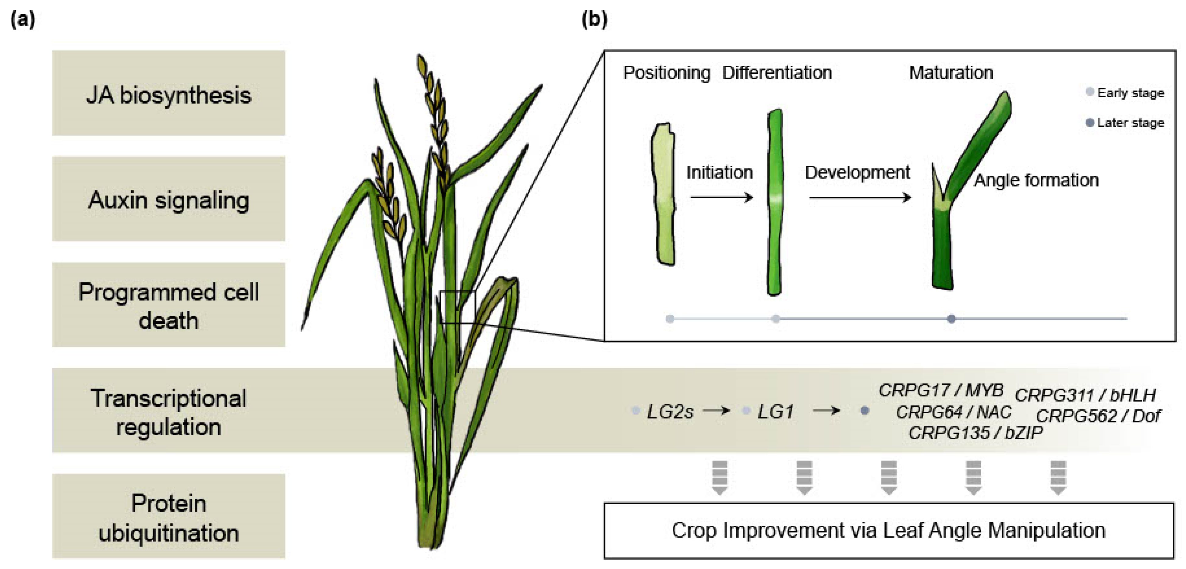 Plants 12 02959 g006