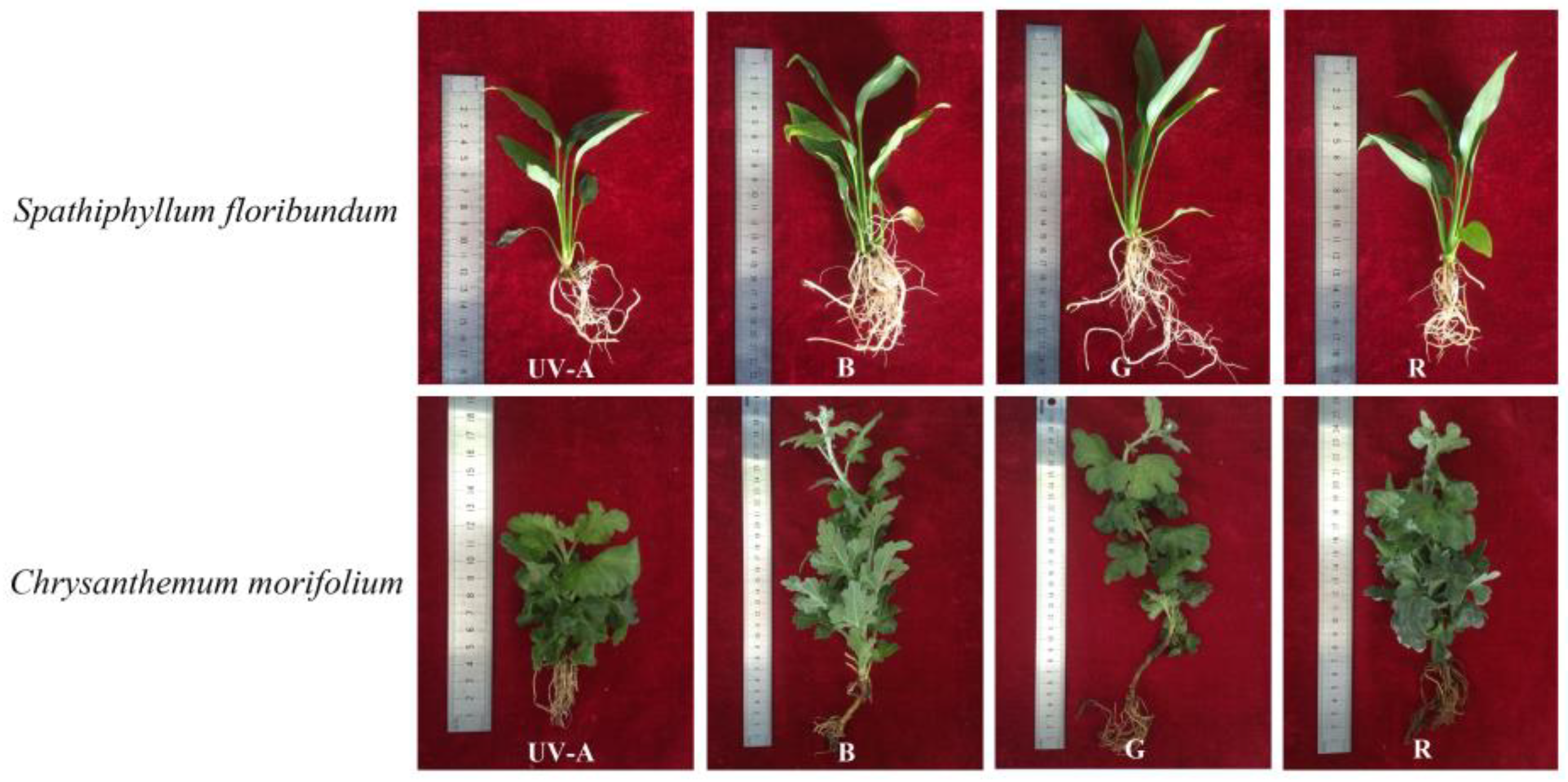 Plants 12 02964 g002 Plants 12 02964 g002