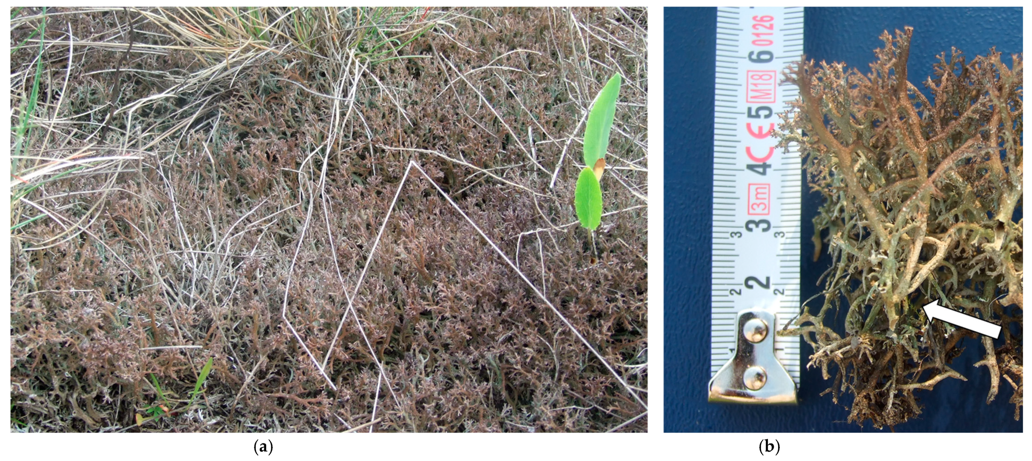 Plants 12 02972 g005 Plants 12 02972 g005