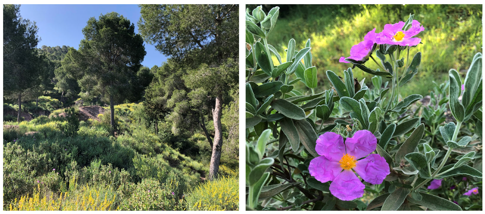 Plants 12 02988 g001