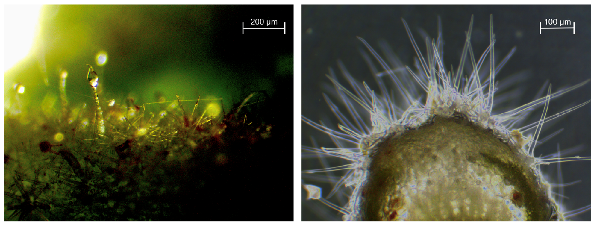 Plants 12 02988 g002