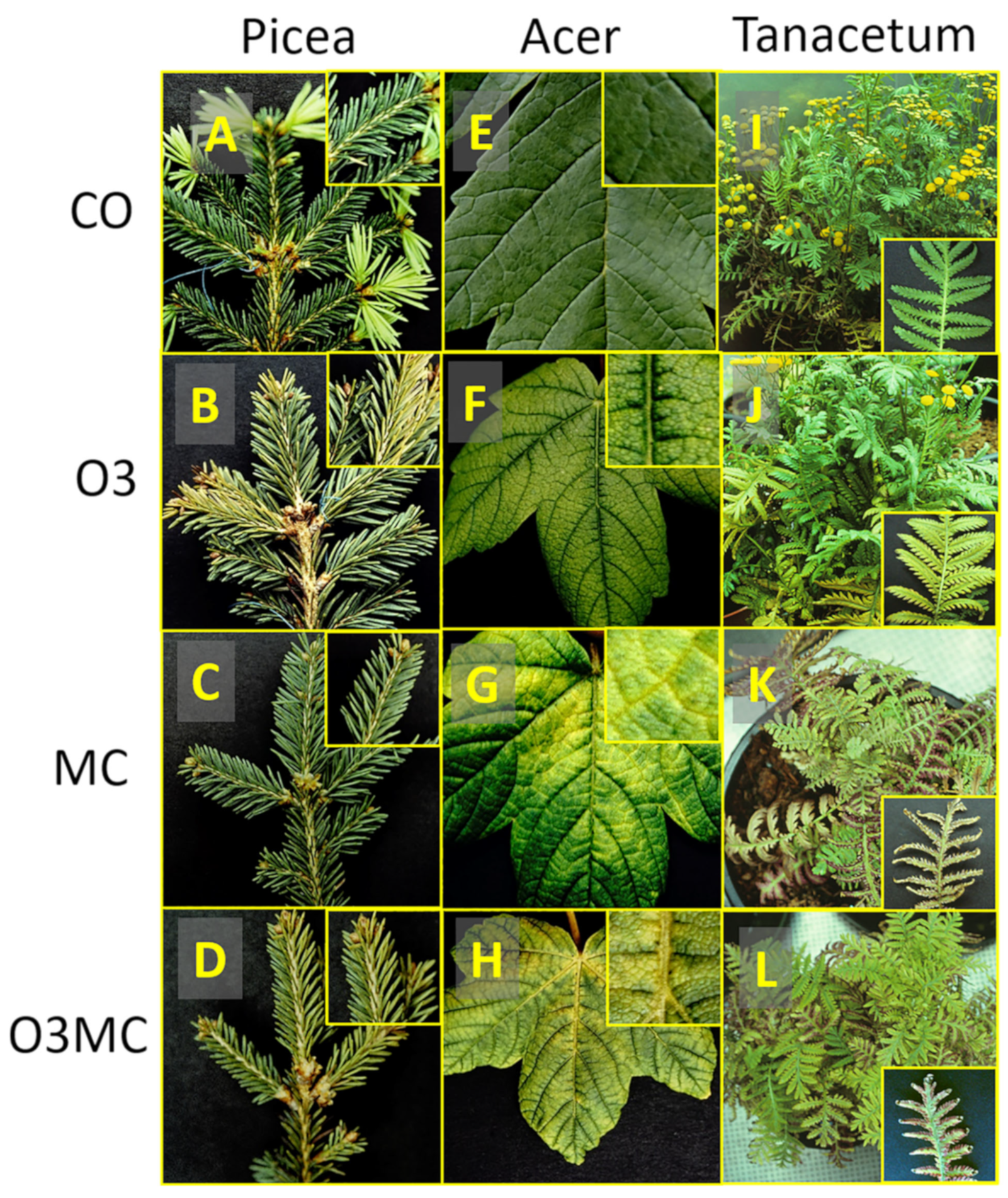 Plants 12 03011 g001