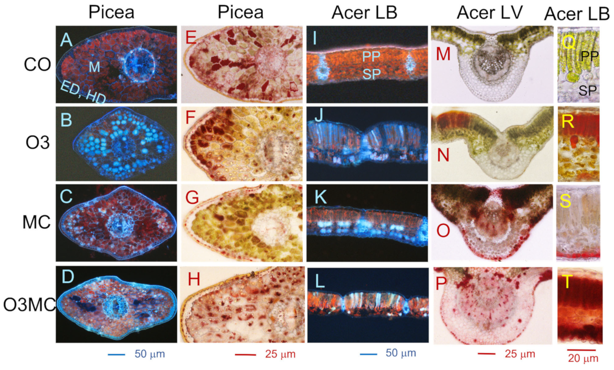 Plants 12 03011 g003