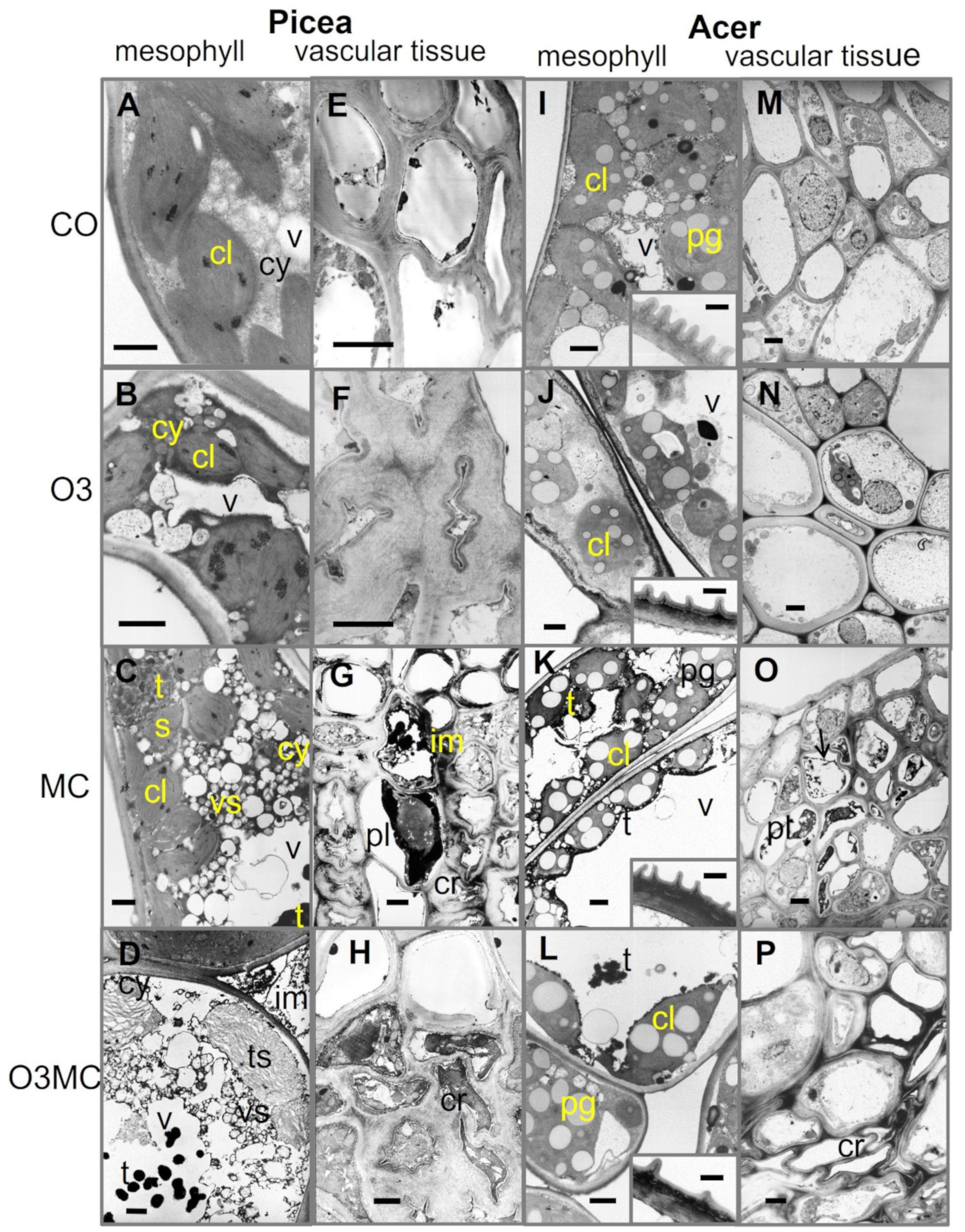 Plants 12 03011 g004