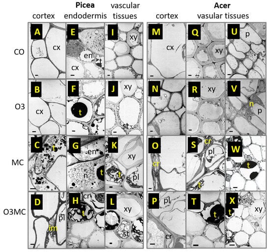 Plants 12 03011 g0a2