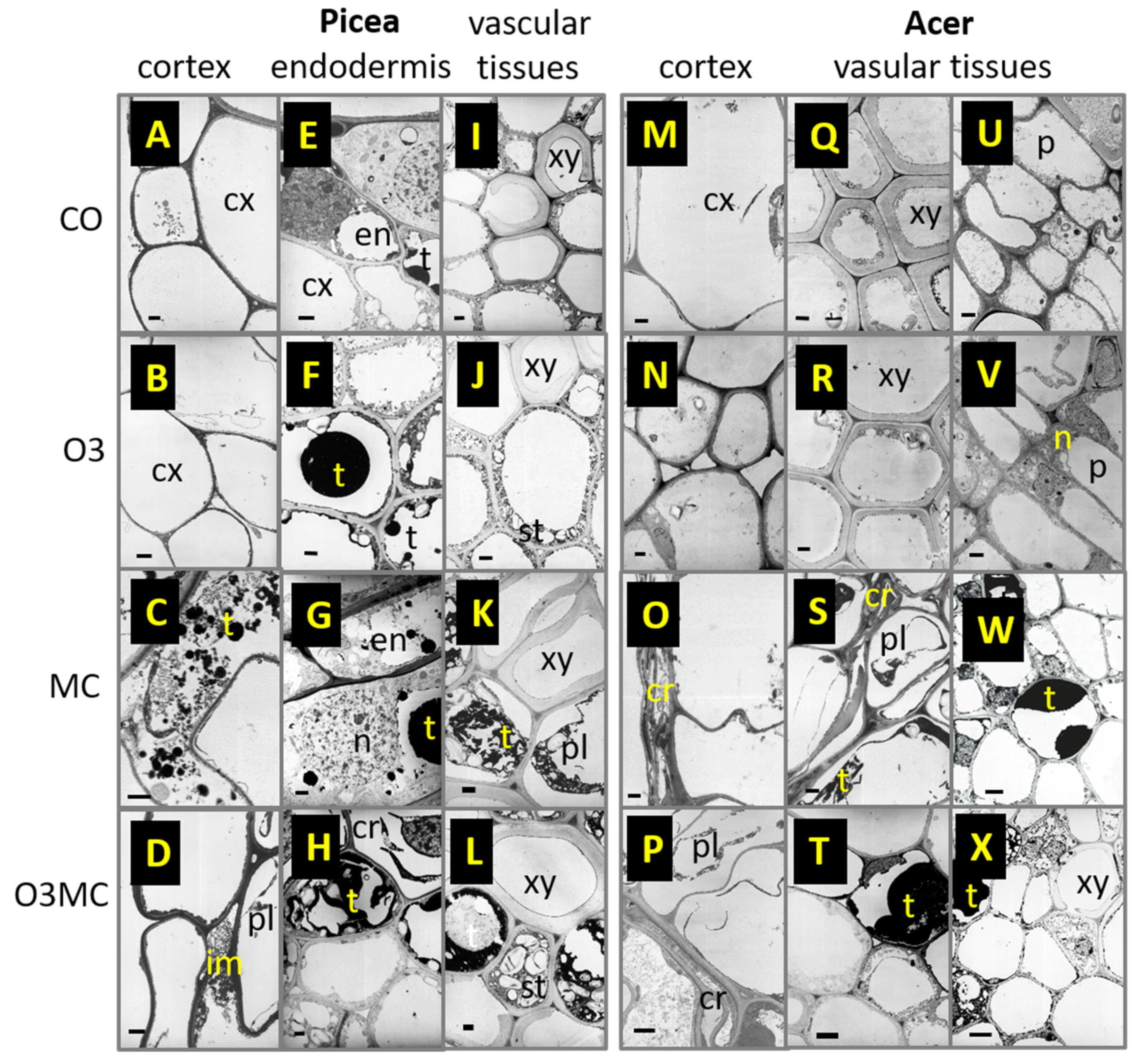 Plants 12 03011 g0a2