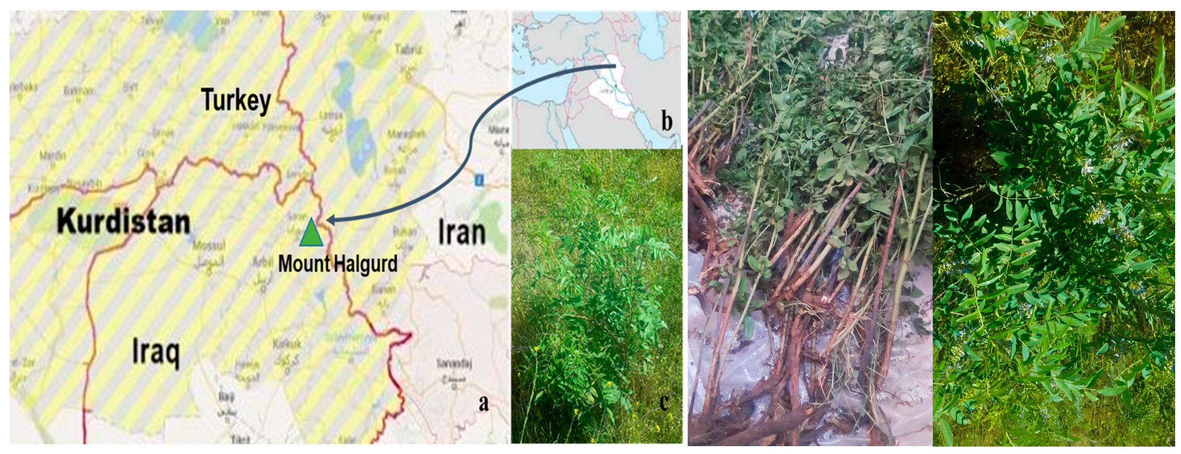 Plants 12 03013 g001