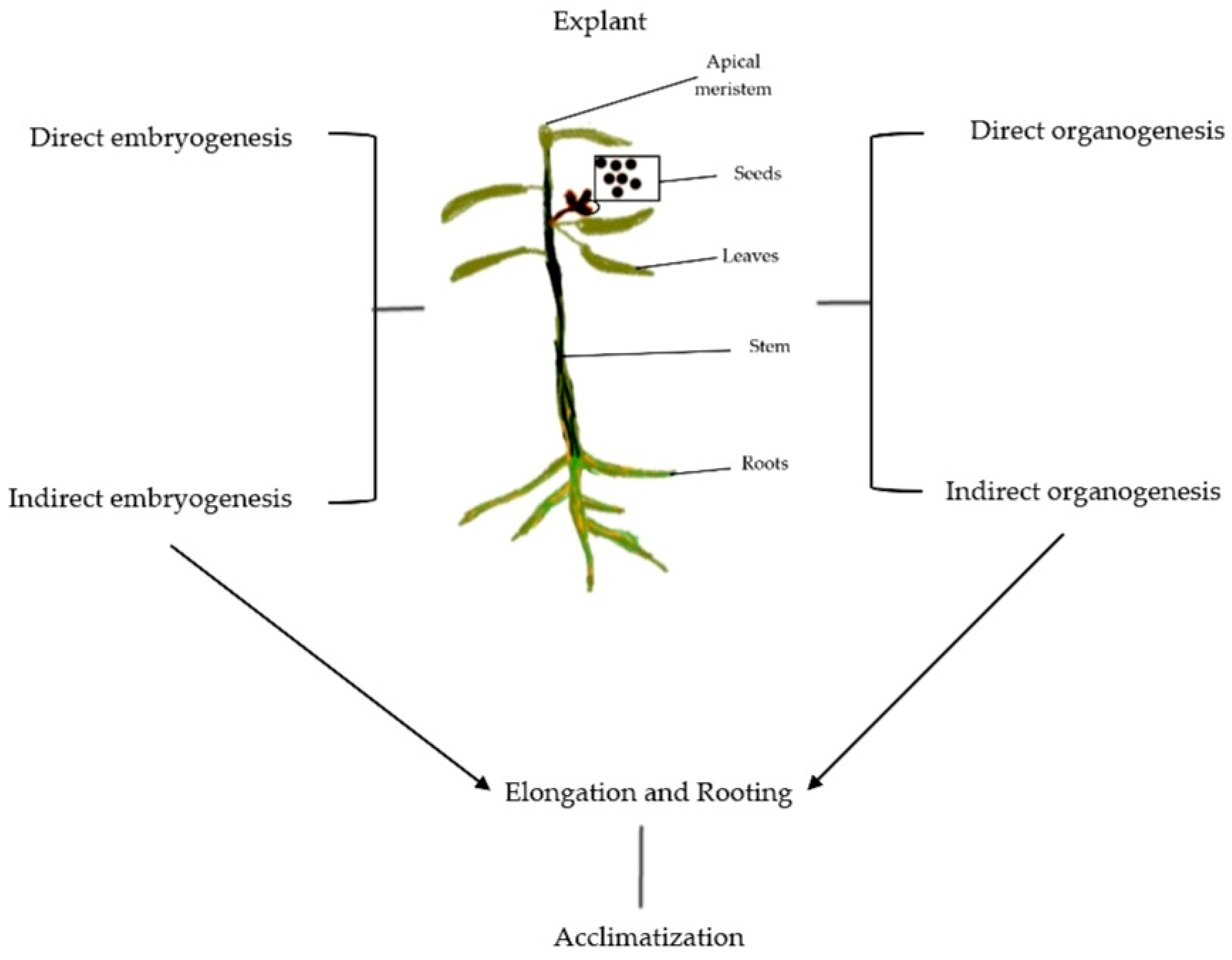 Plants 12 03018 g001