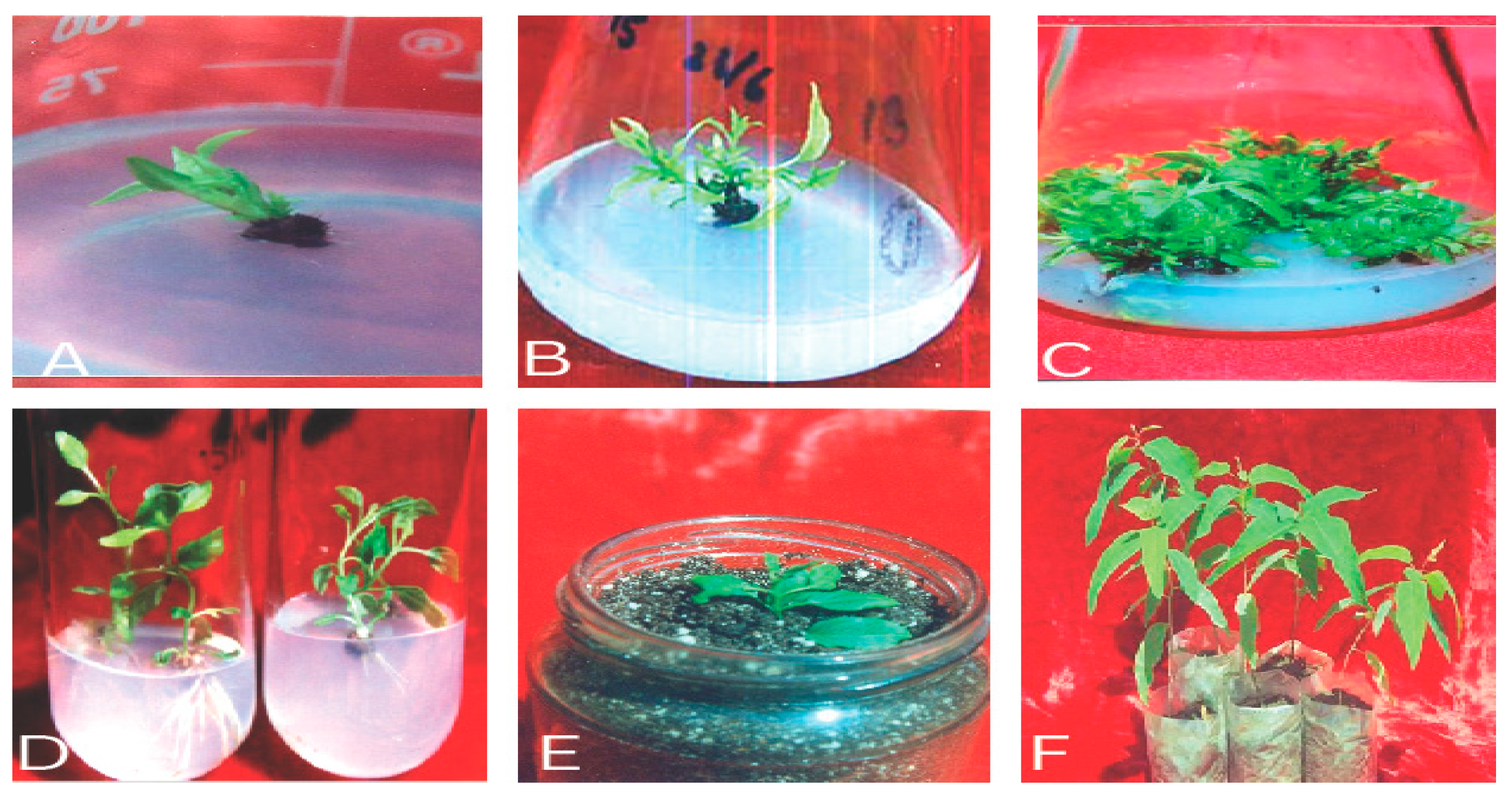 Plants 12 03018 g003