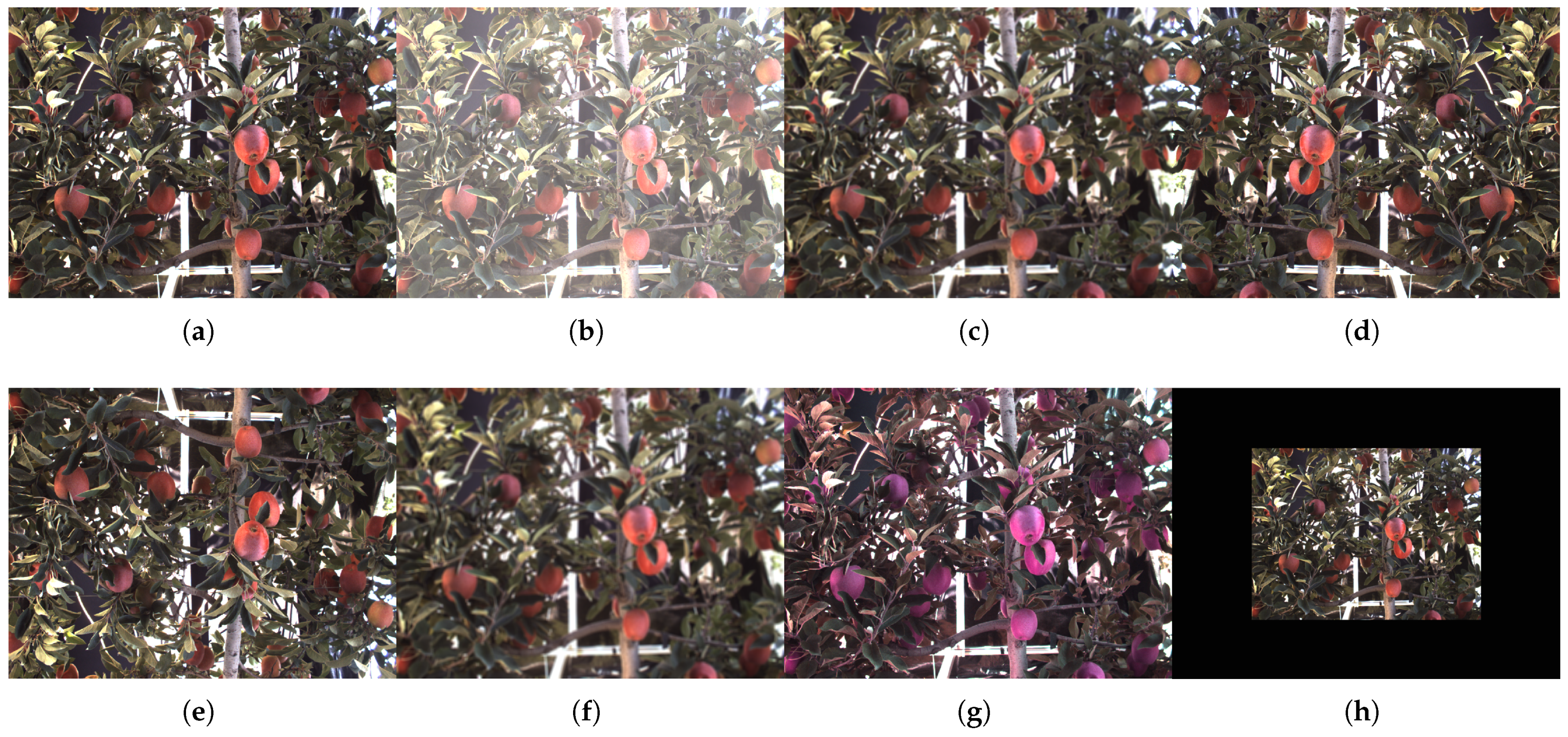 Plants 12 03032 g005