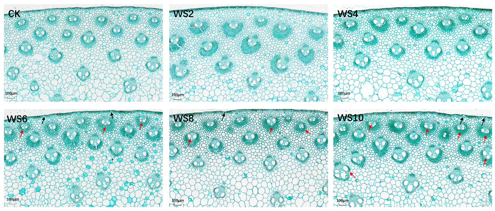 Plants 12 03034 g006