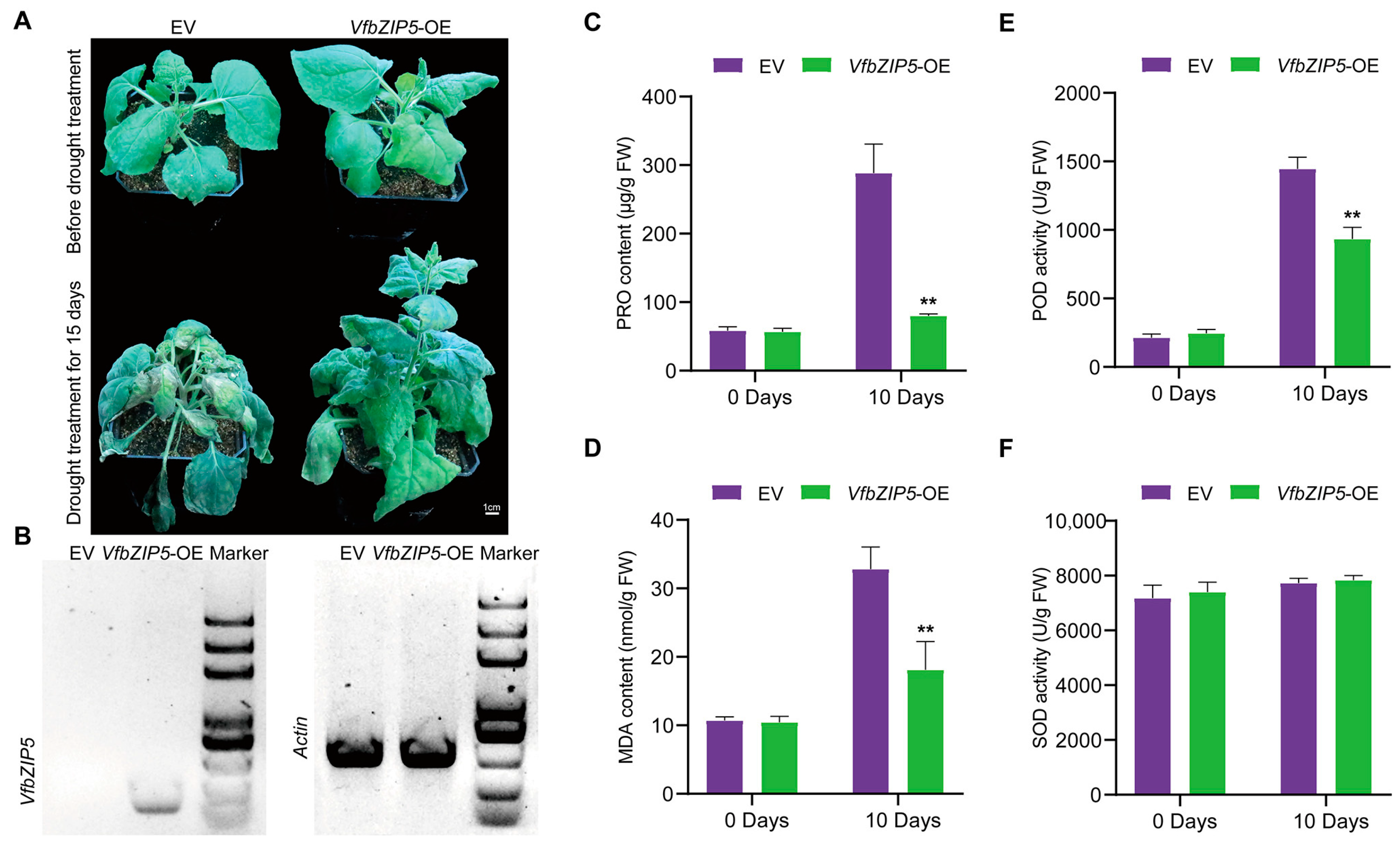 Plants 12 03041 g007