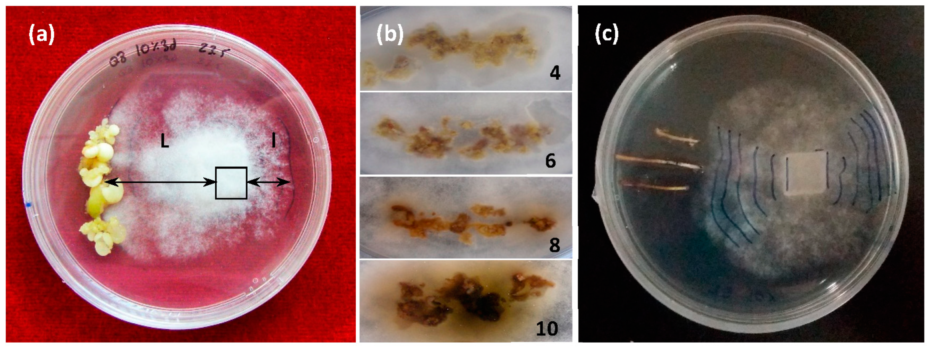 Plants 12 03056 g001 Plants 12 03056 g001