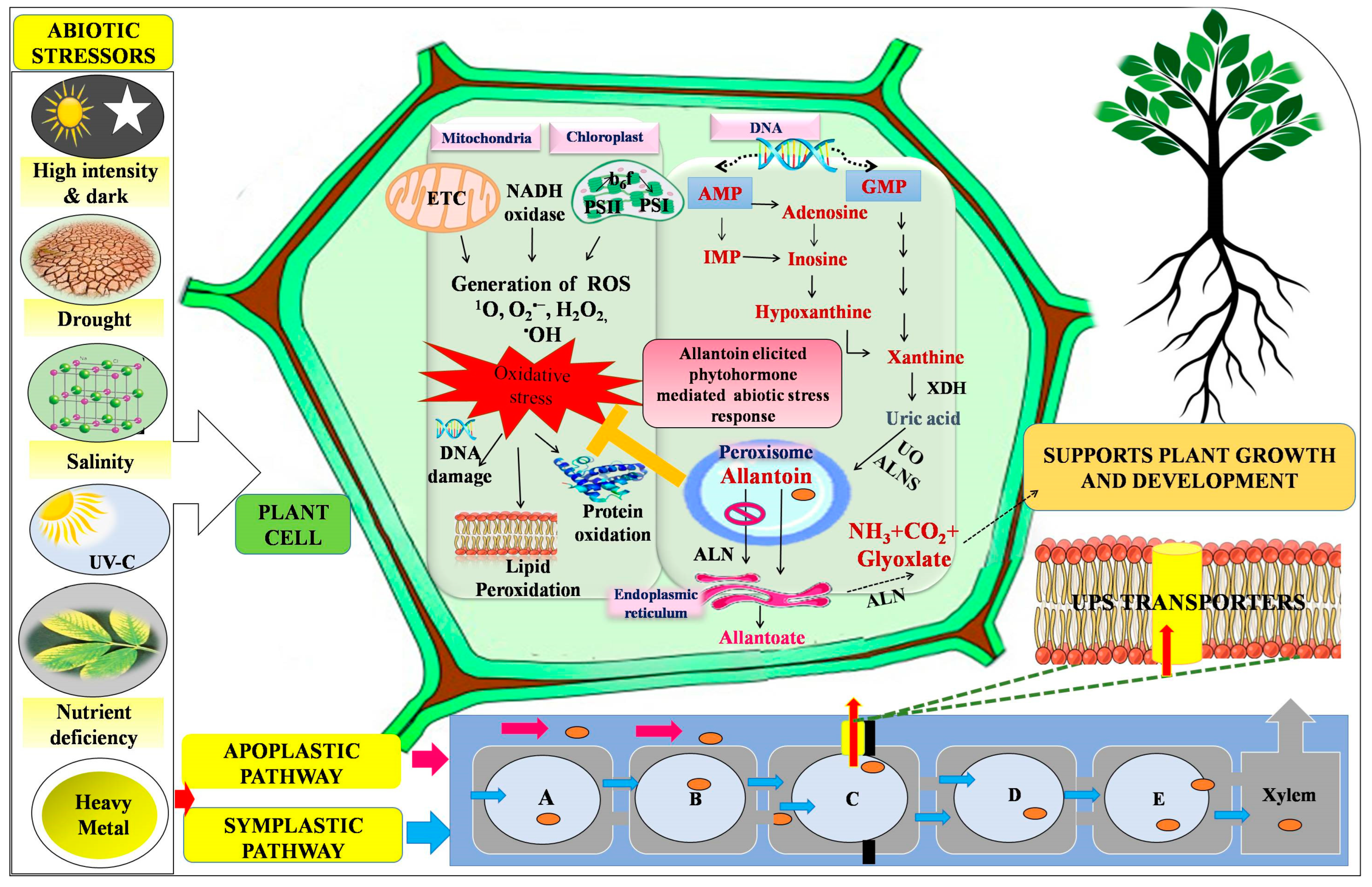 Plants 12 03059 g001