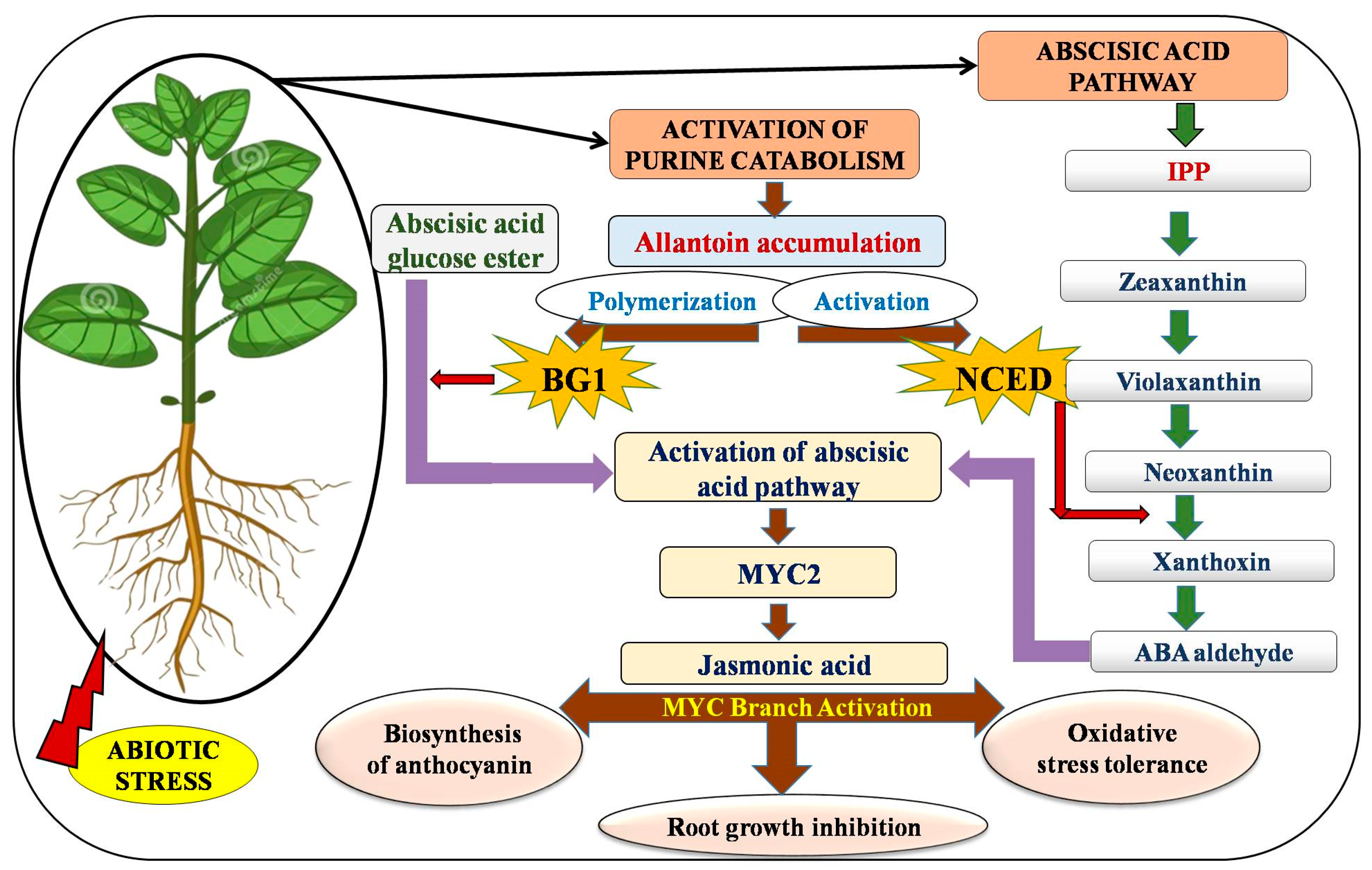 Plants 12 03059 g003