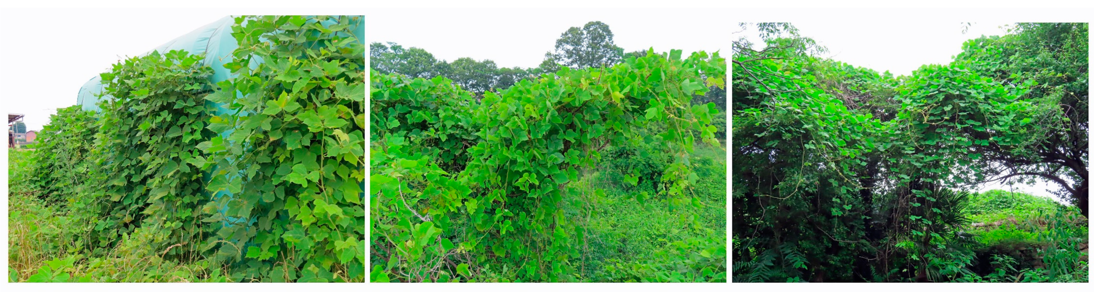 Plants 12 03066 g001