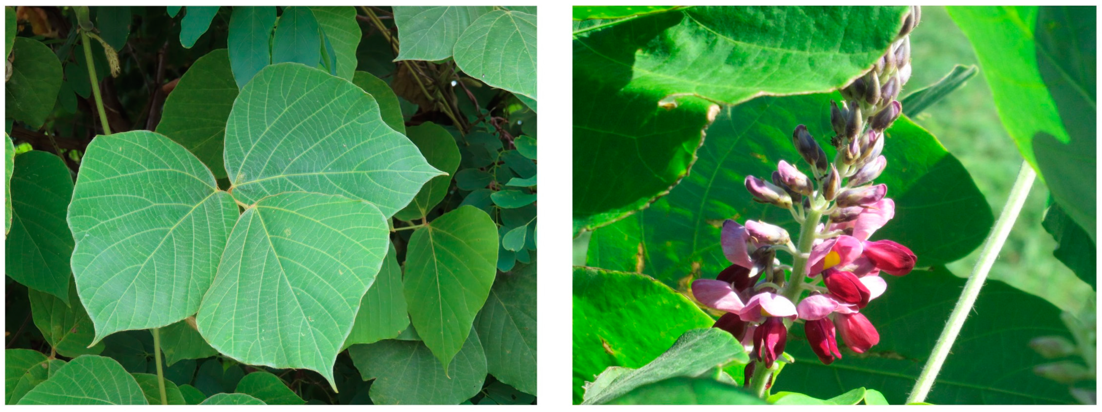 Plants 12 03066 g002