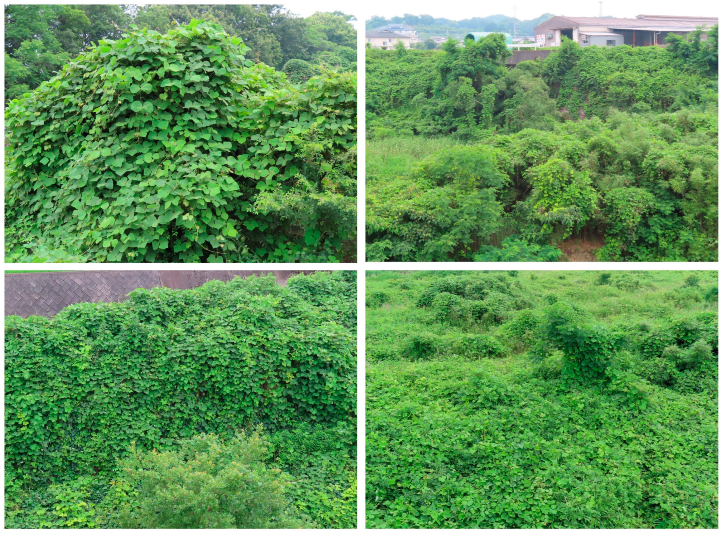 Plants 12 03066 g003