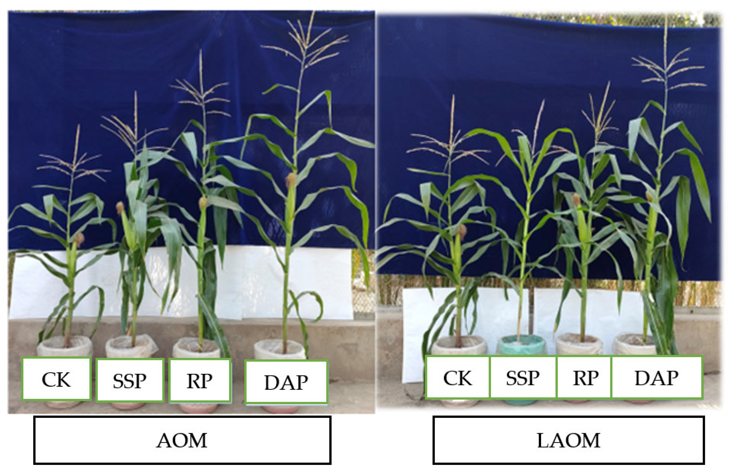 Plants 12 03072 g001