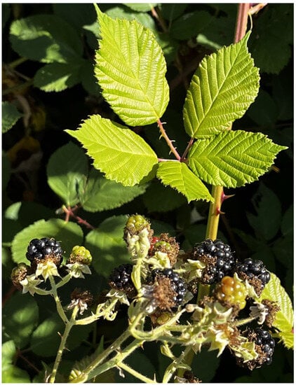 Plants 12 03087 g007