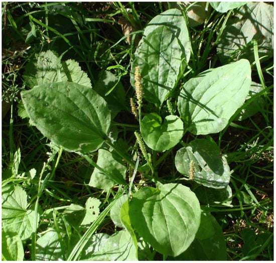 Plants 12 03087 g008