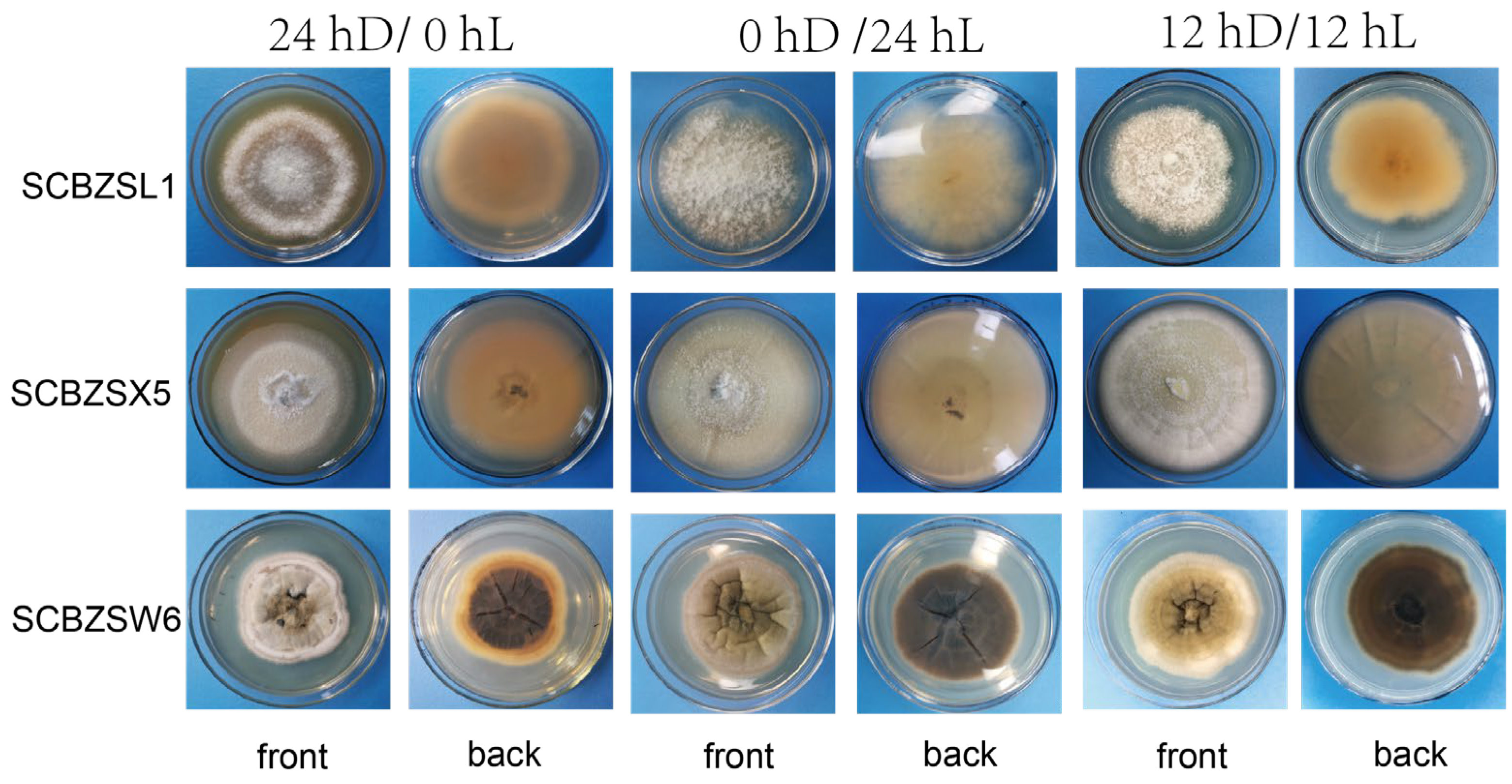 Plants 12 03091 g008