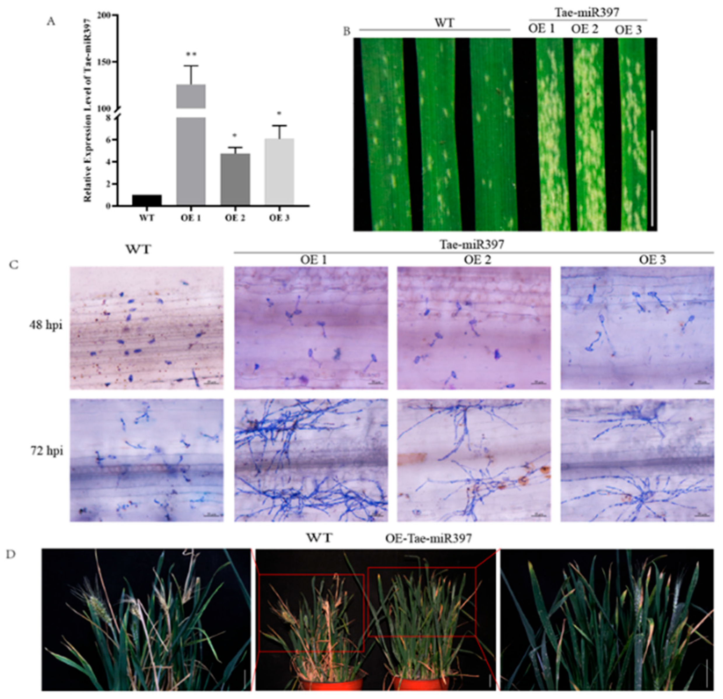Plants 12 03096 g003 Plants 12 03096 g003