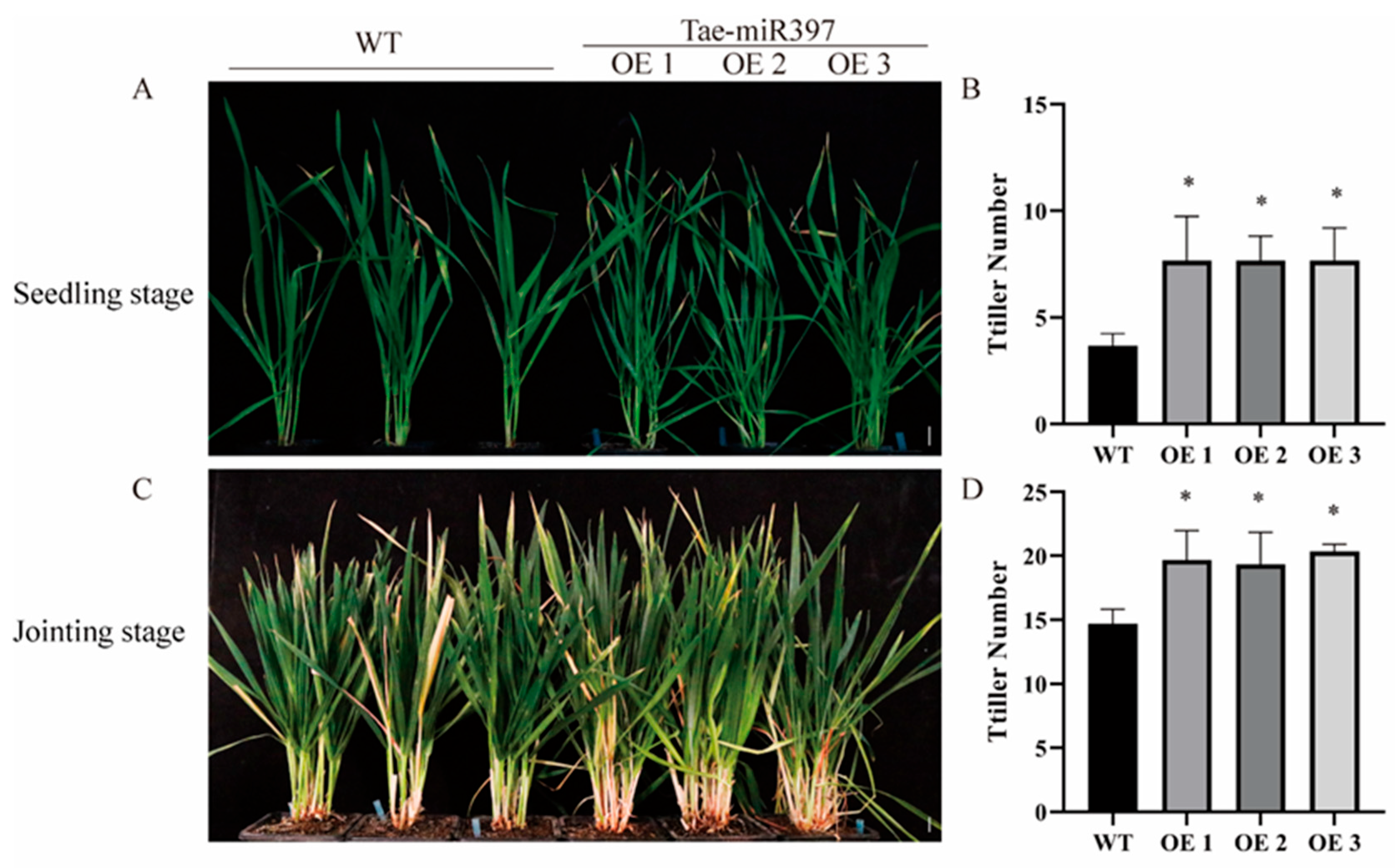 Plants 12 03096 g005 Plants 12 03096 g005