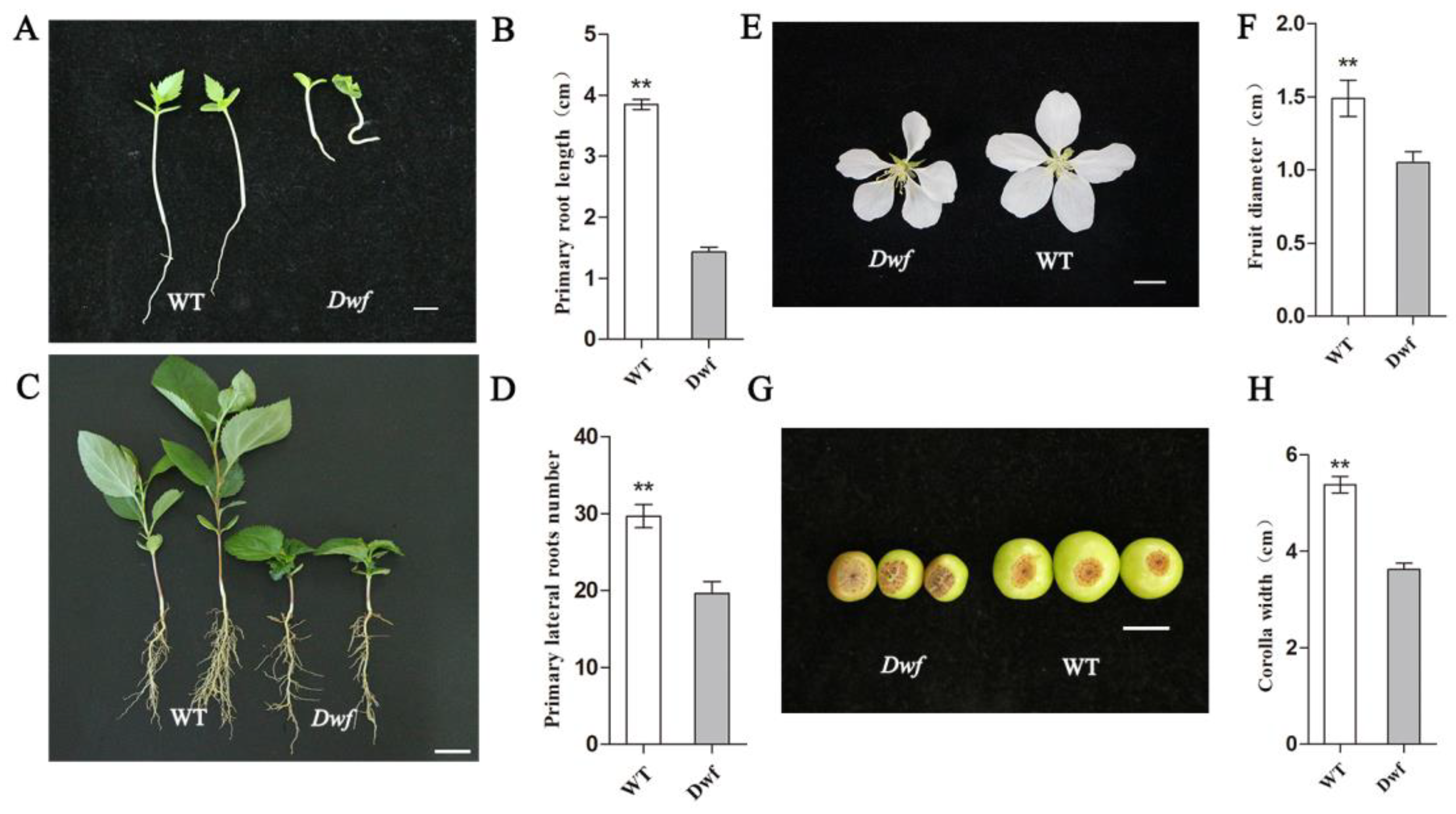 Plants 12 03097 g002
