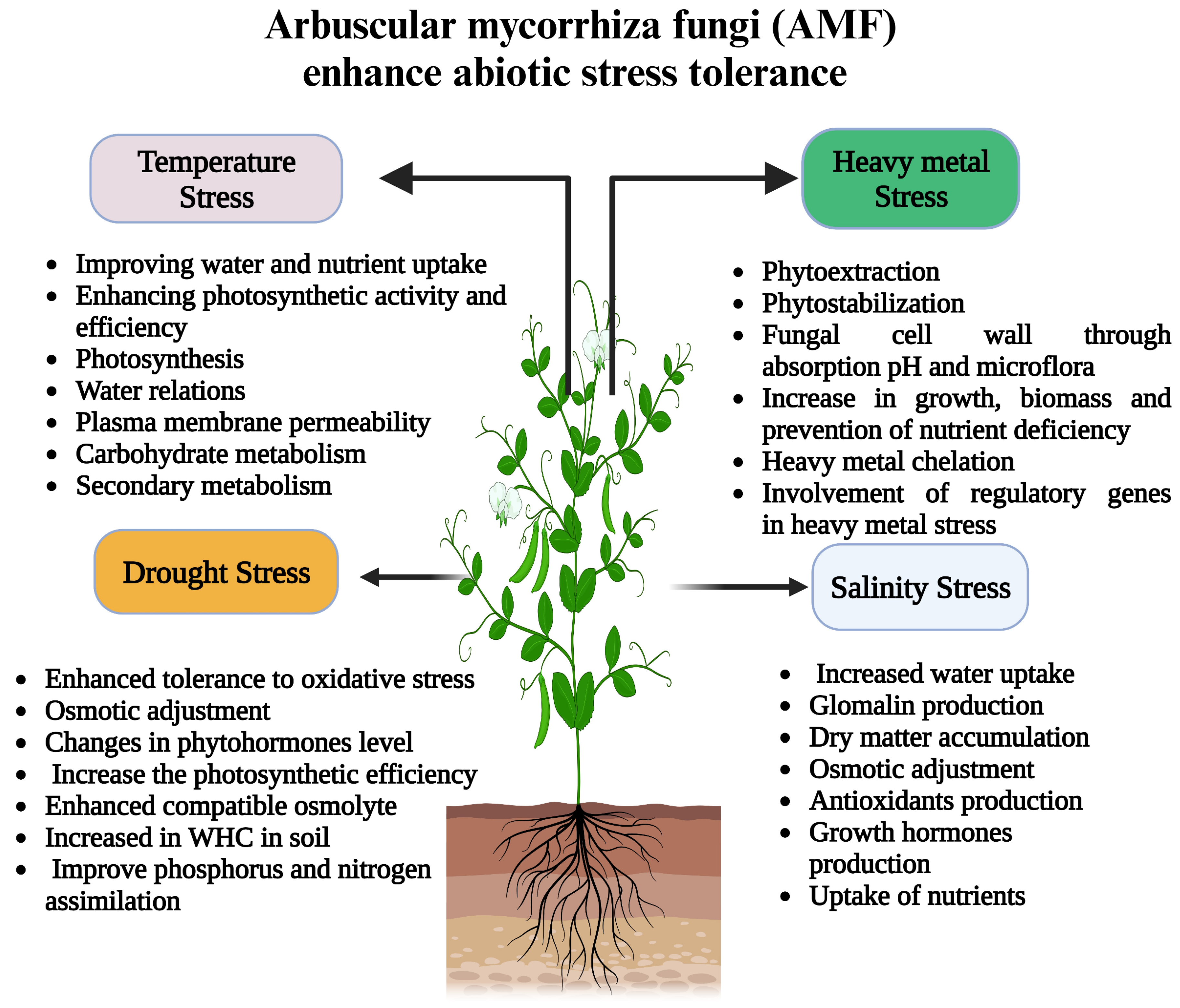 Role of Arbuscular Mycorrhizal Fungi in Regulating Growth, Enhancing ...