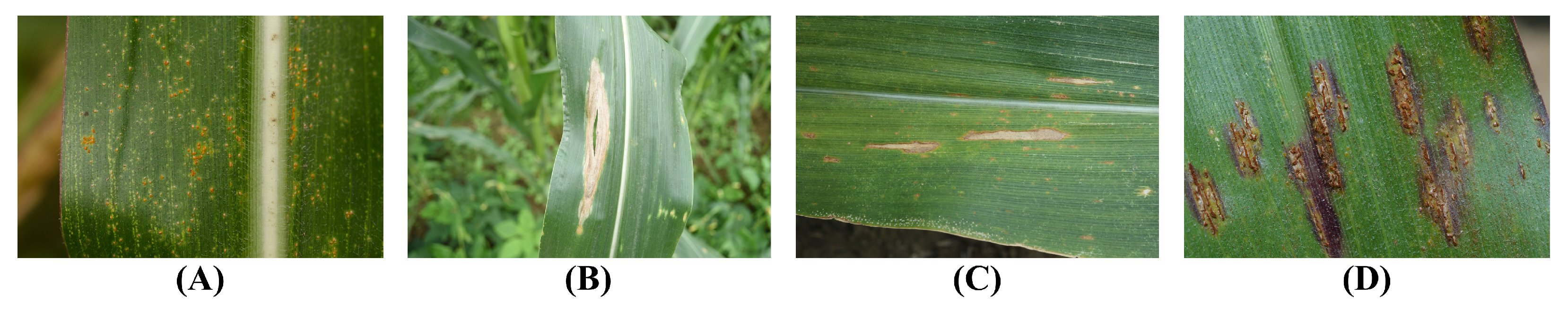 Plants 12 03105 g002