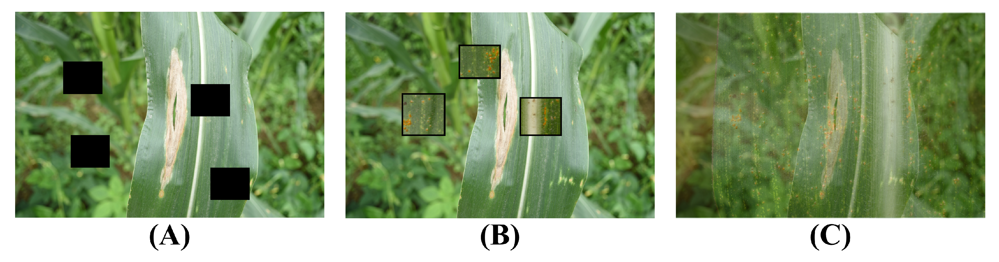 Plants 12 03105 g004