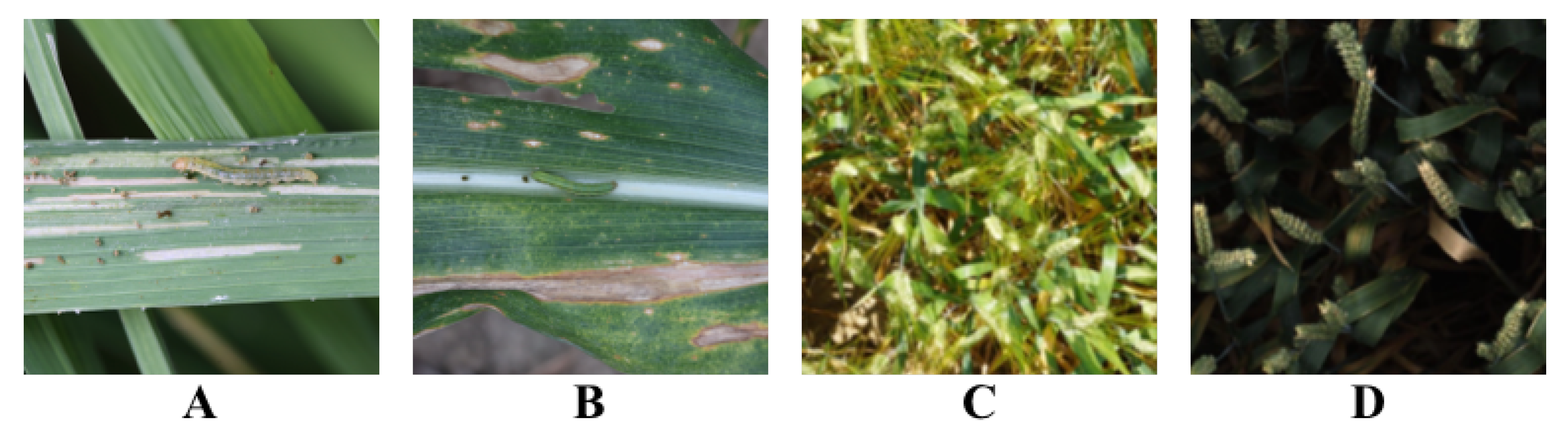 Plants 12 03105 g007