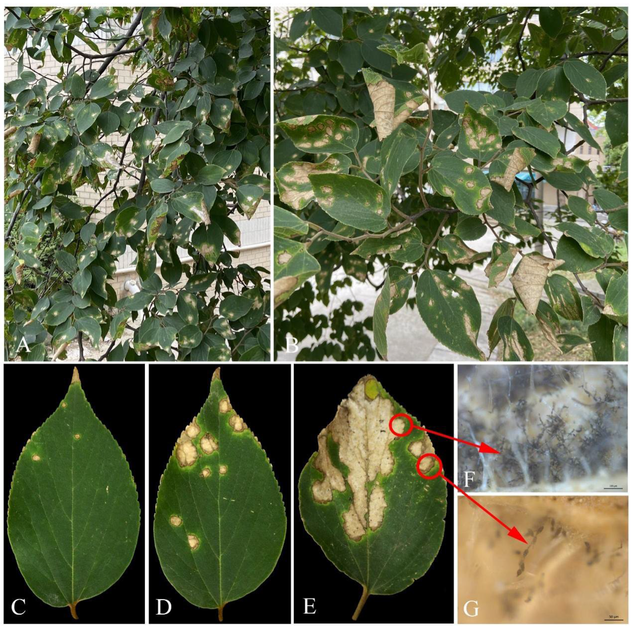 Plants 12 03113 g001