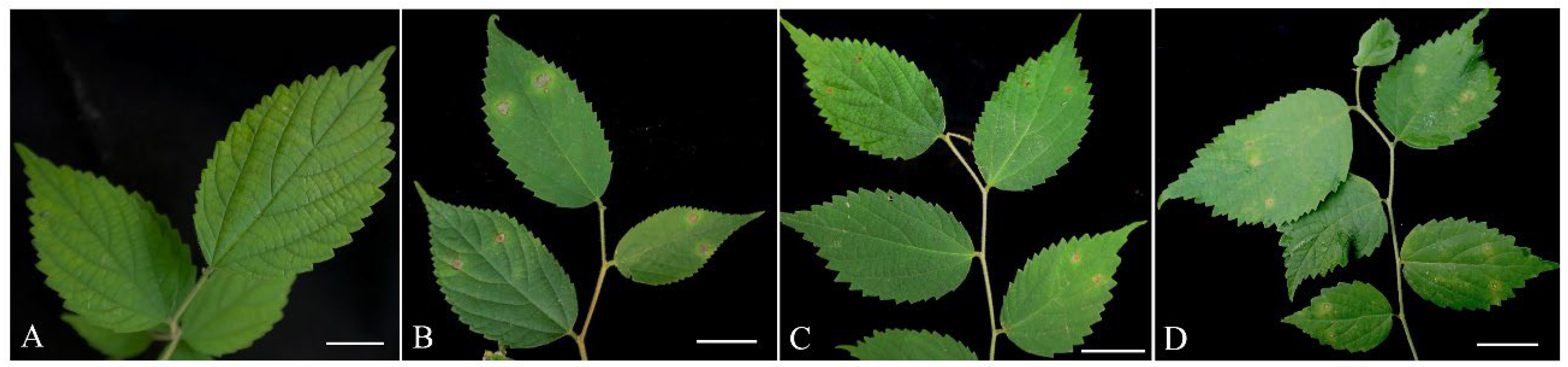 Plants 12 03113 g002