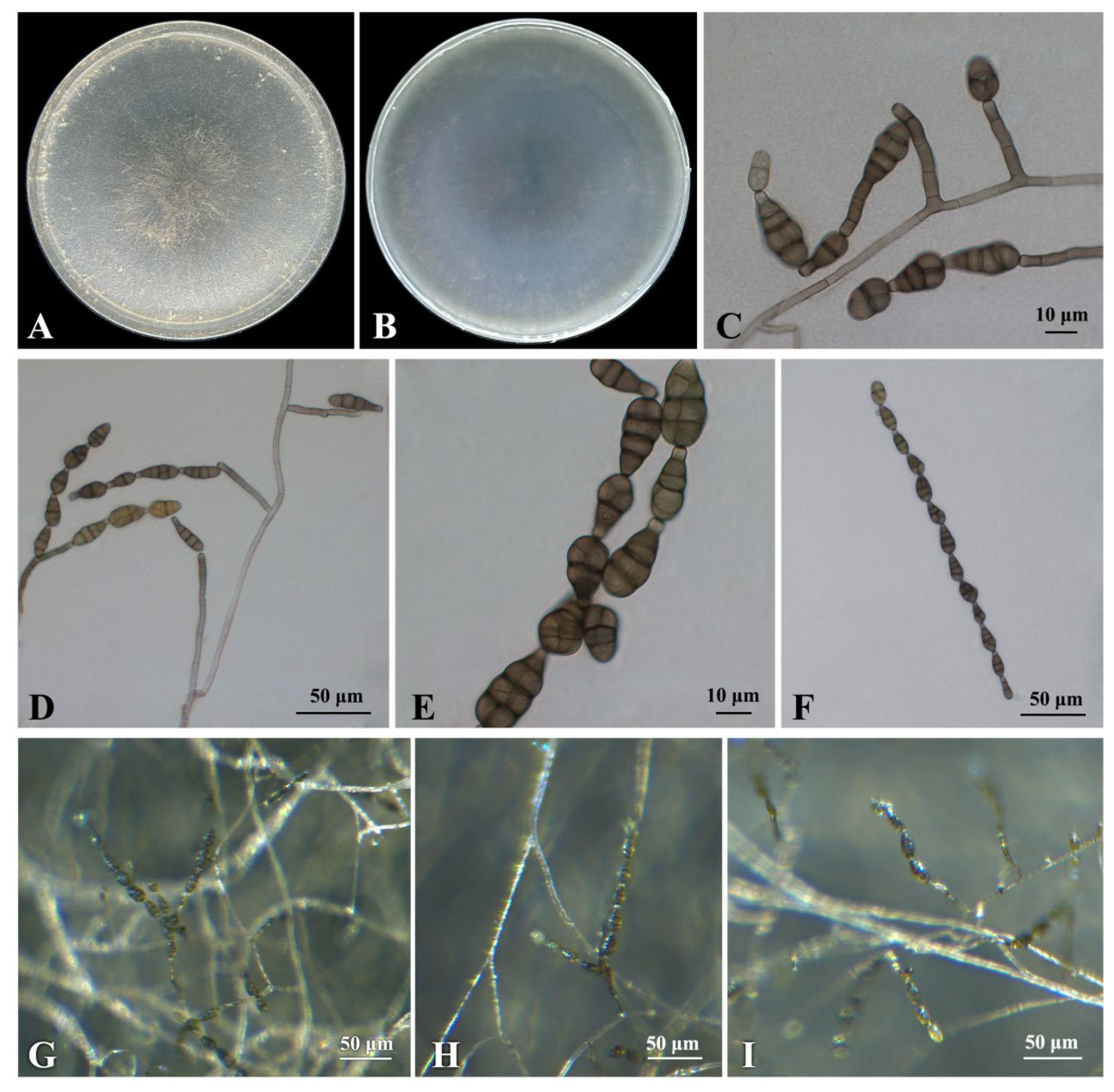 Plants 12 03113 g004