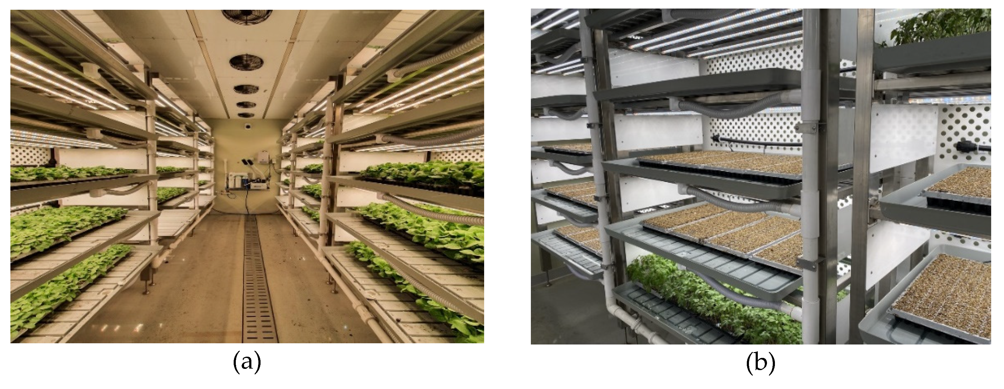 Plants 12 03164 g005