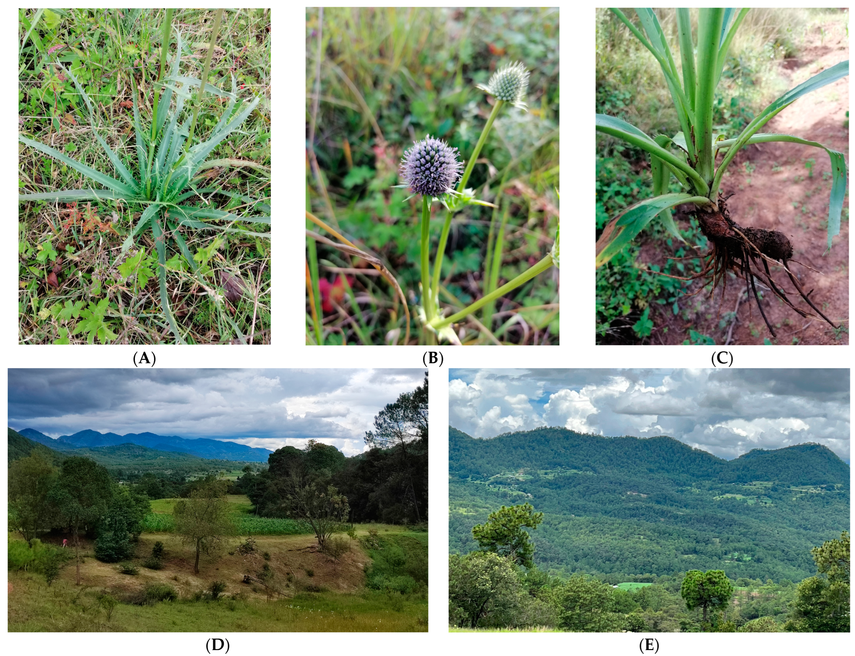 Plants 12 03192 g003